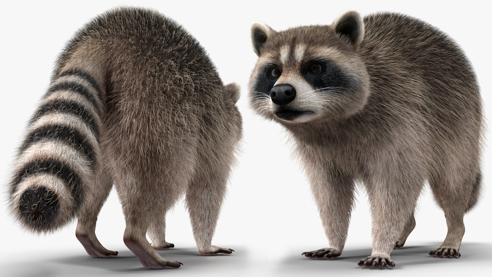 Raccoon Walking Pose Fur 3D model