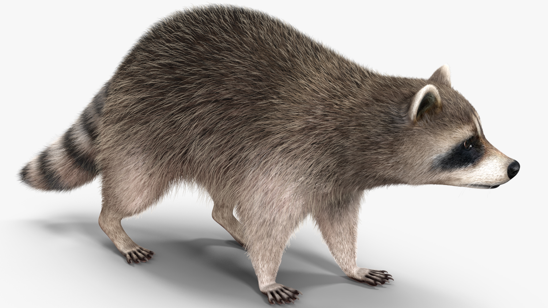 Raccoon Walking Pose Fur 3D model