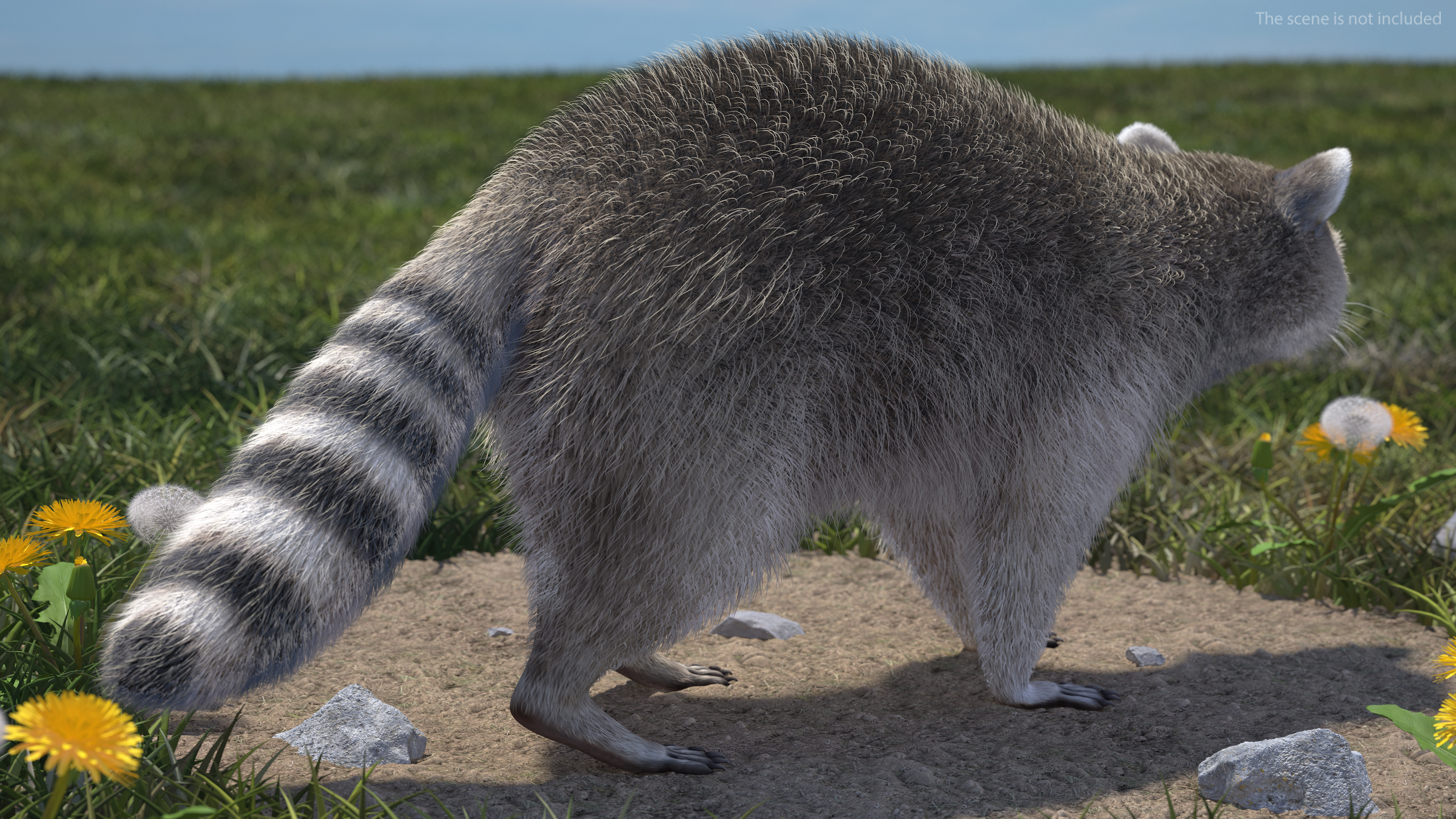 Raccoon Walking Pose Fur 3D model