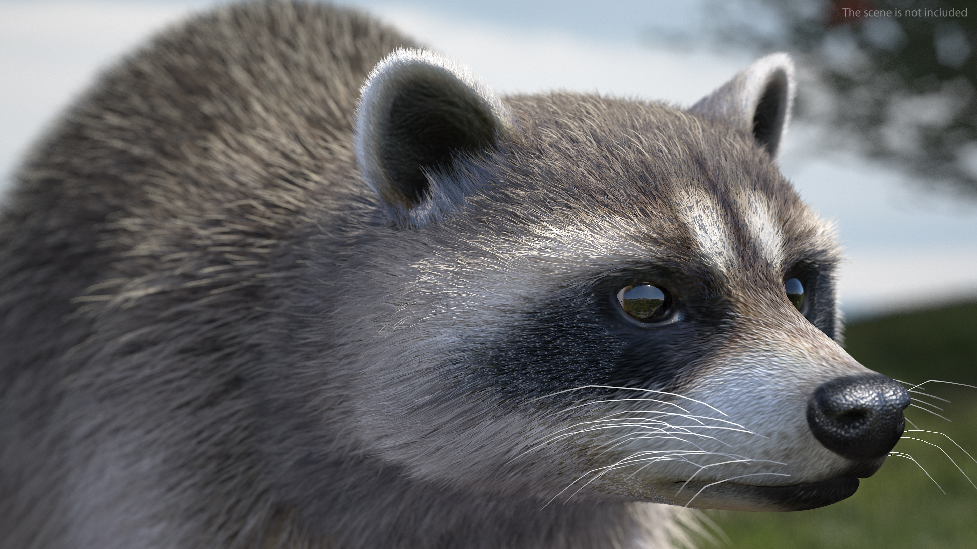 Raccoon Walking Pose Fur 3D model