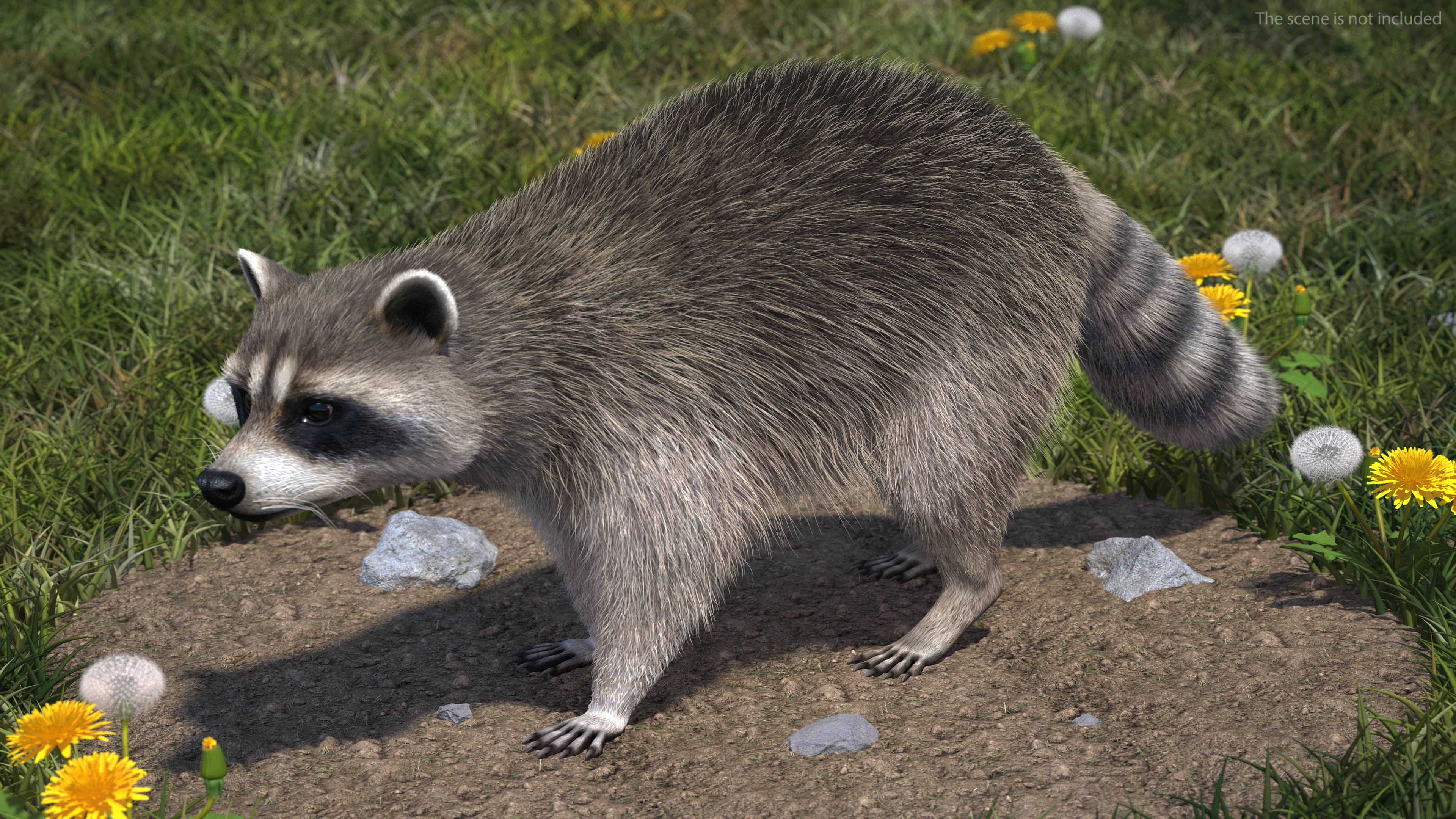 Raccoon Walking Pose Fur 3D model