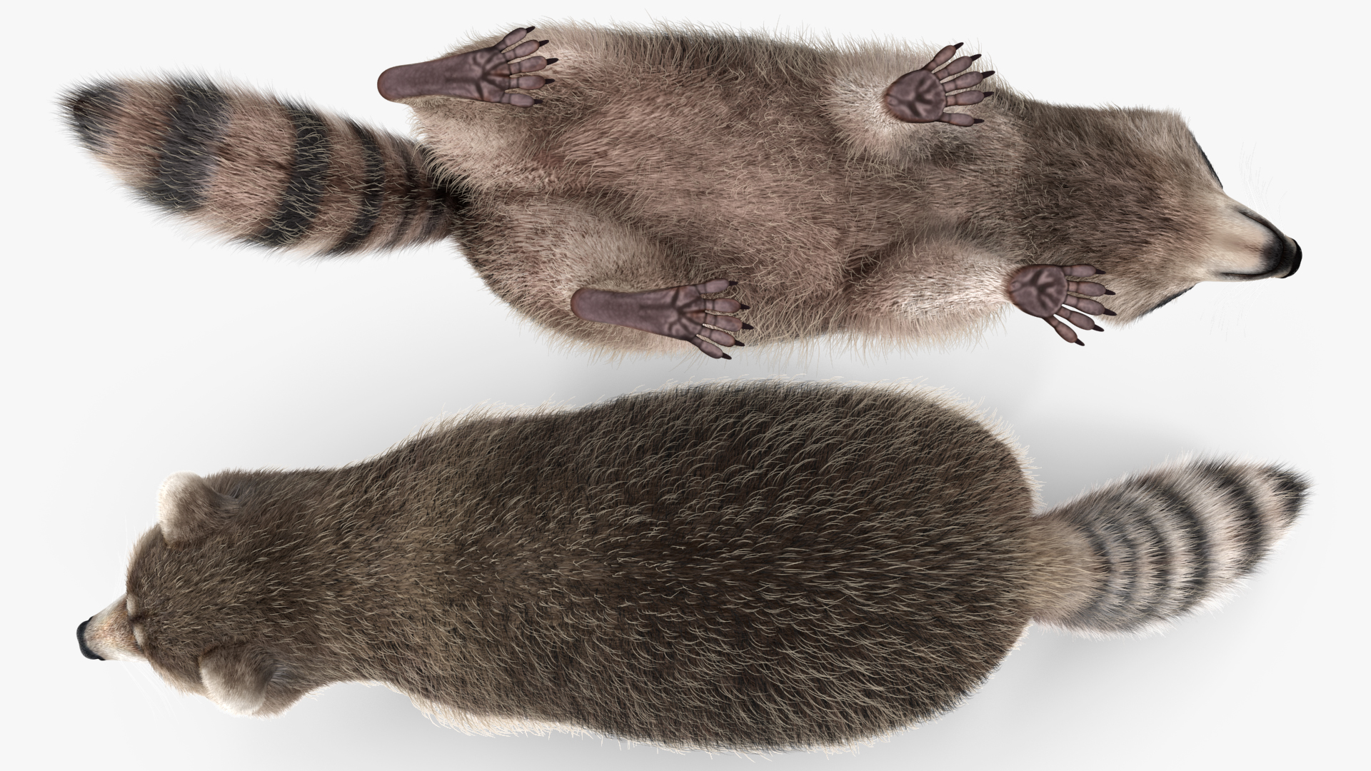 Raccoon Walking Pose Fur 3D model