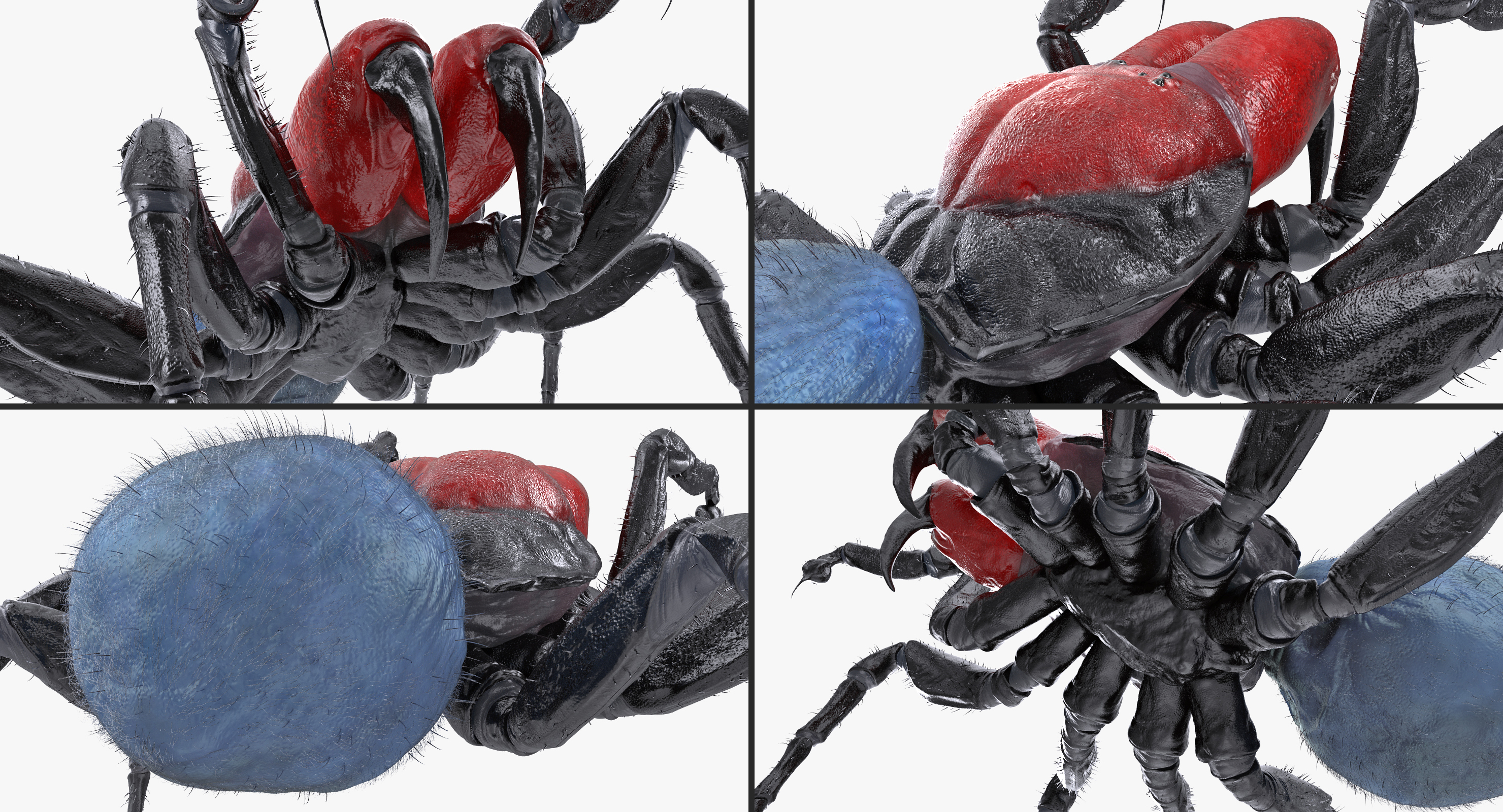 3D model Mouse Spider Fighting Pose with Fur