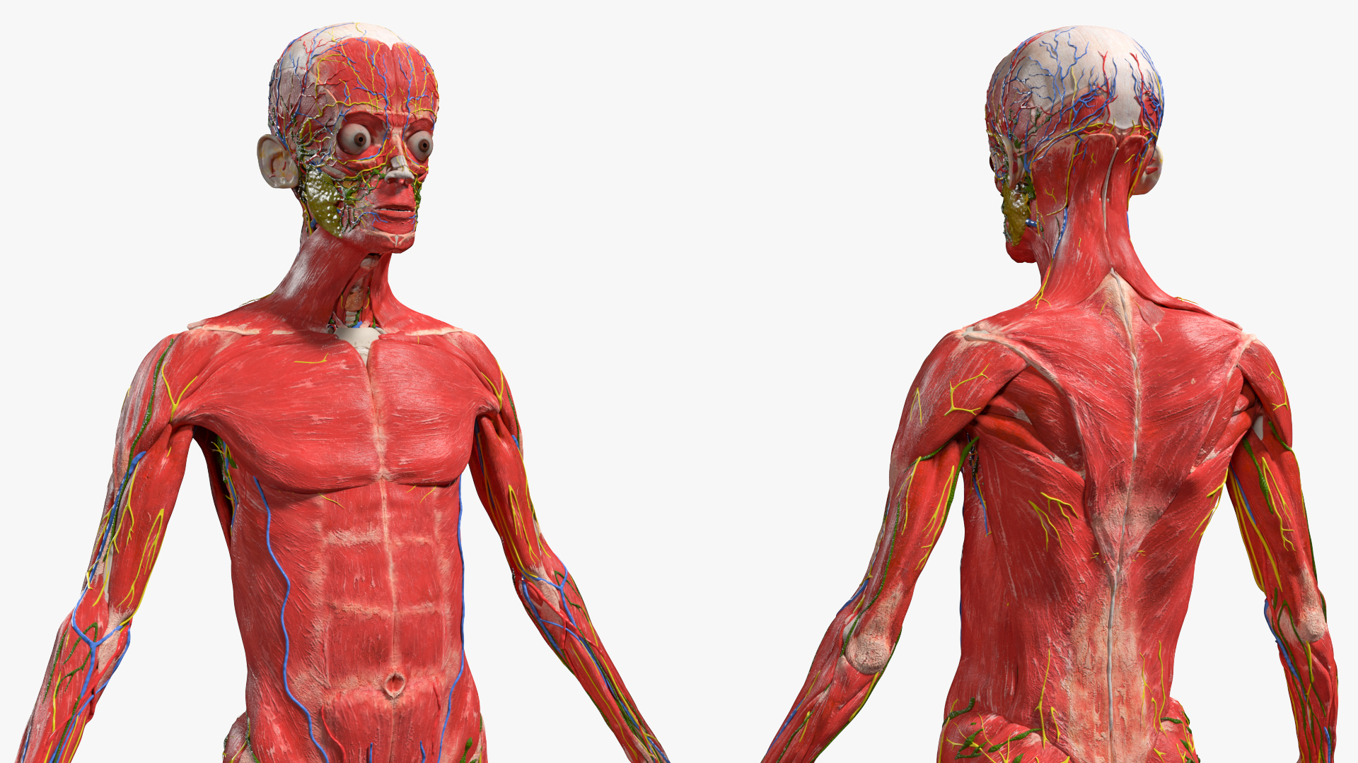 Realistic Skin Young Man with Full Body Anatomy 3D