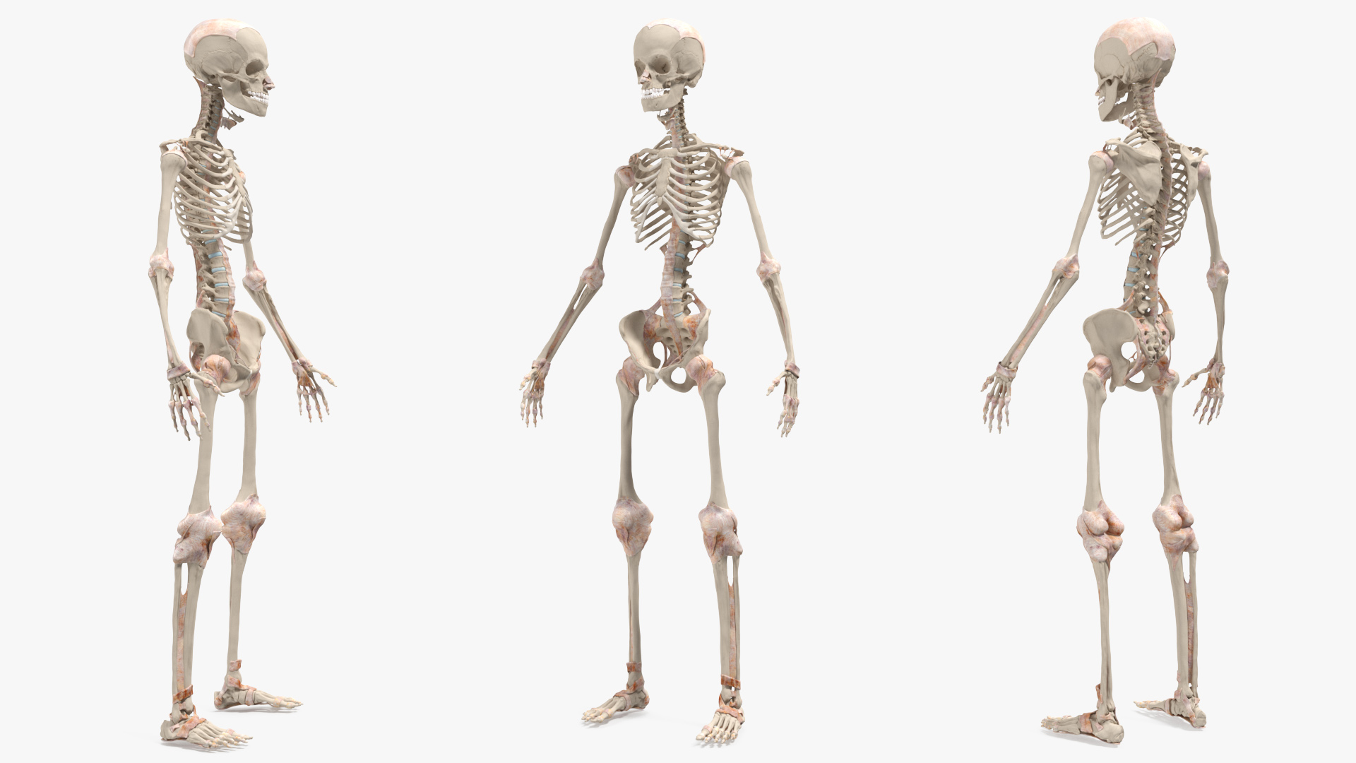 Realistic Skin Young Man with Full Body Anatomy 3D