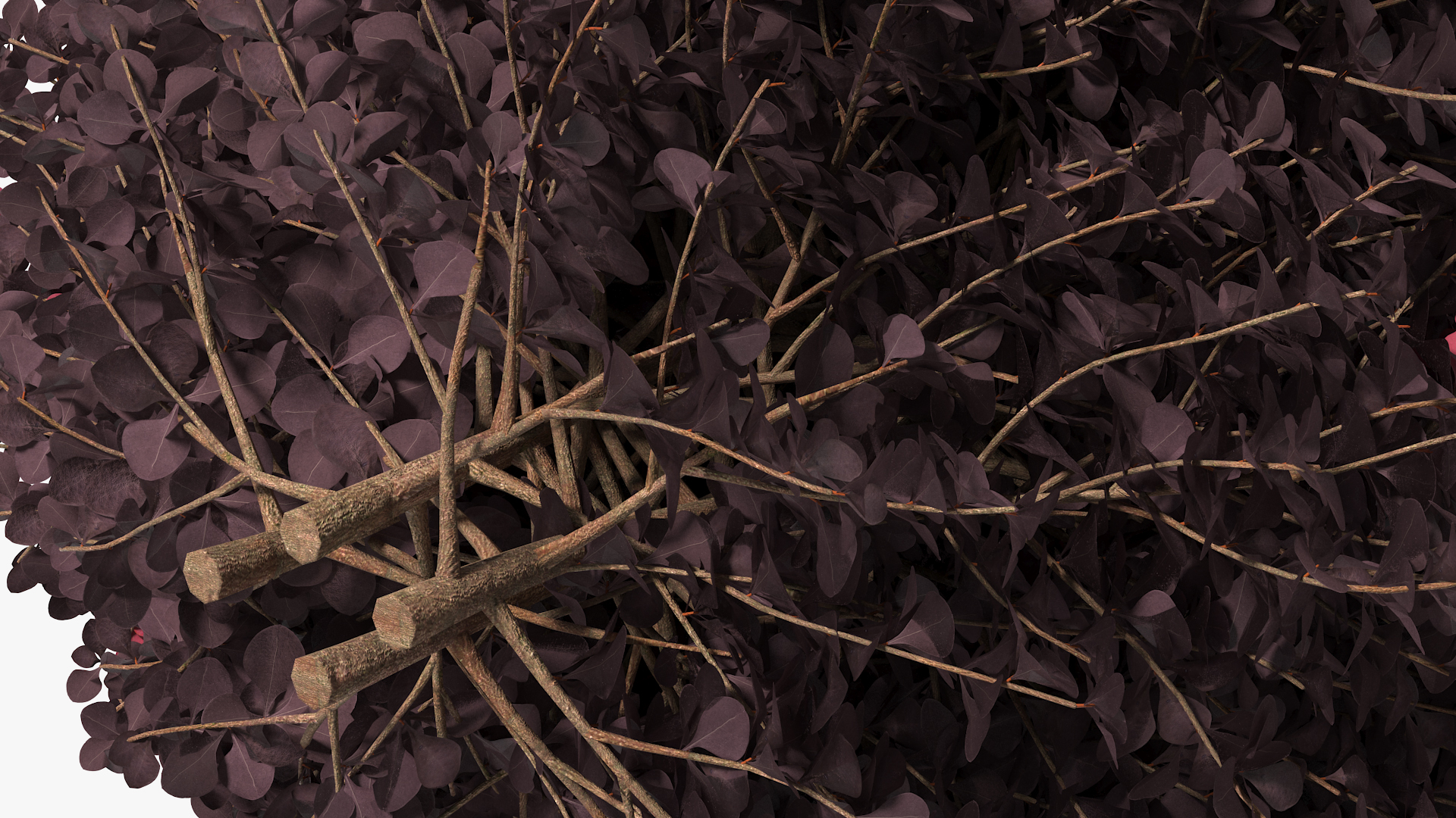 Berberis Shrub 3D model