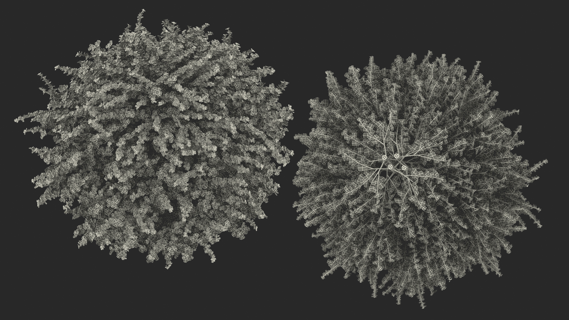 Berberis Shrub 3D model