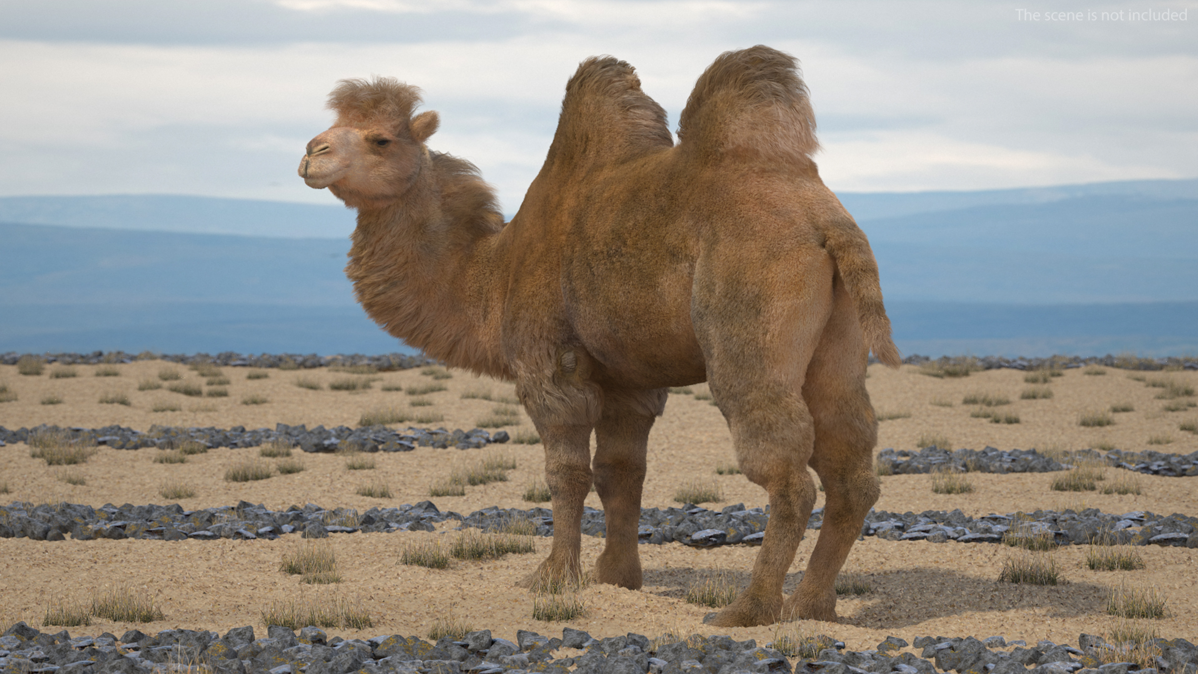 Bactrian Camel Standing Pose Fur 3D