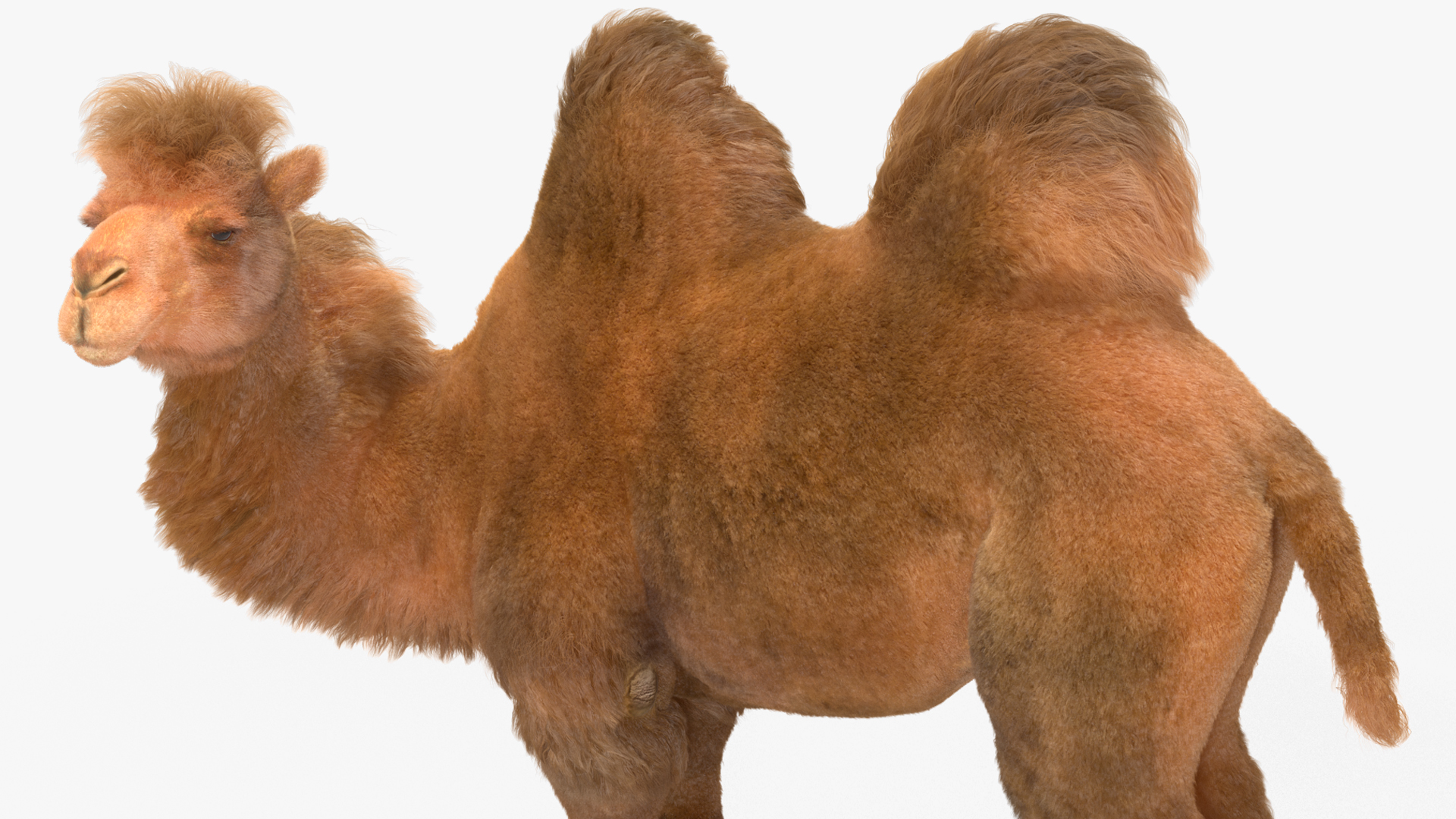 Bactrian Camel Standing Pose Fur 3D