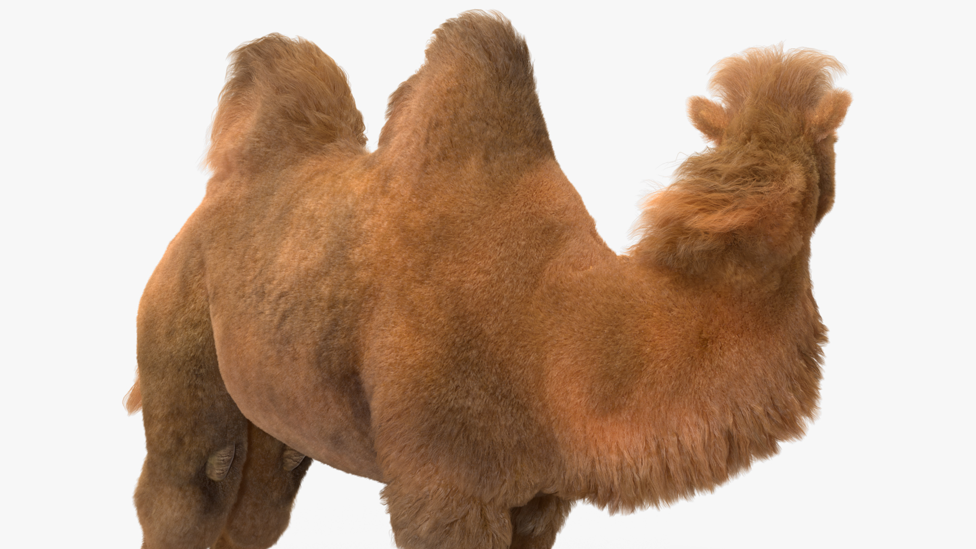 Bactrian Camel Standing Pose Fur 3D