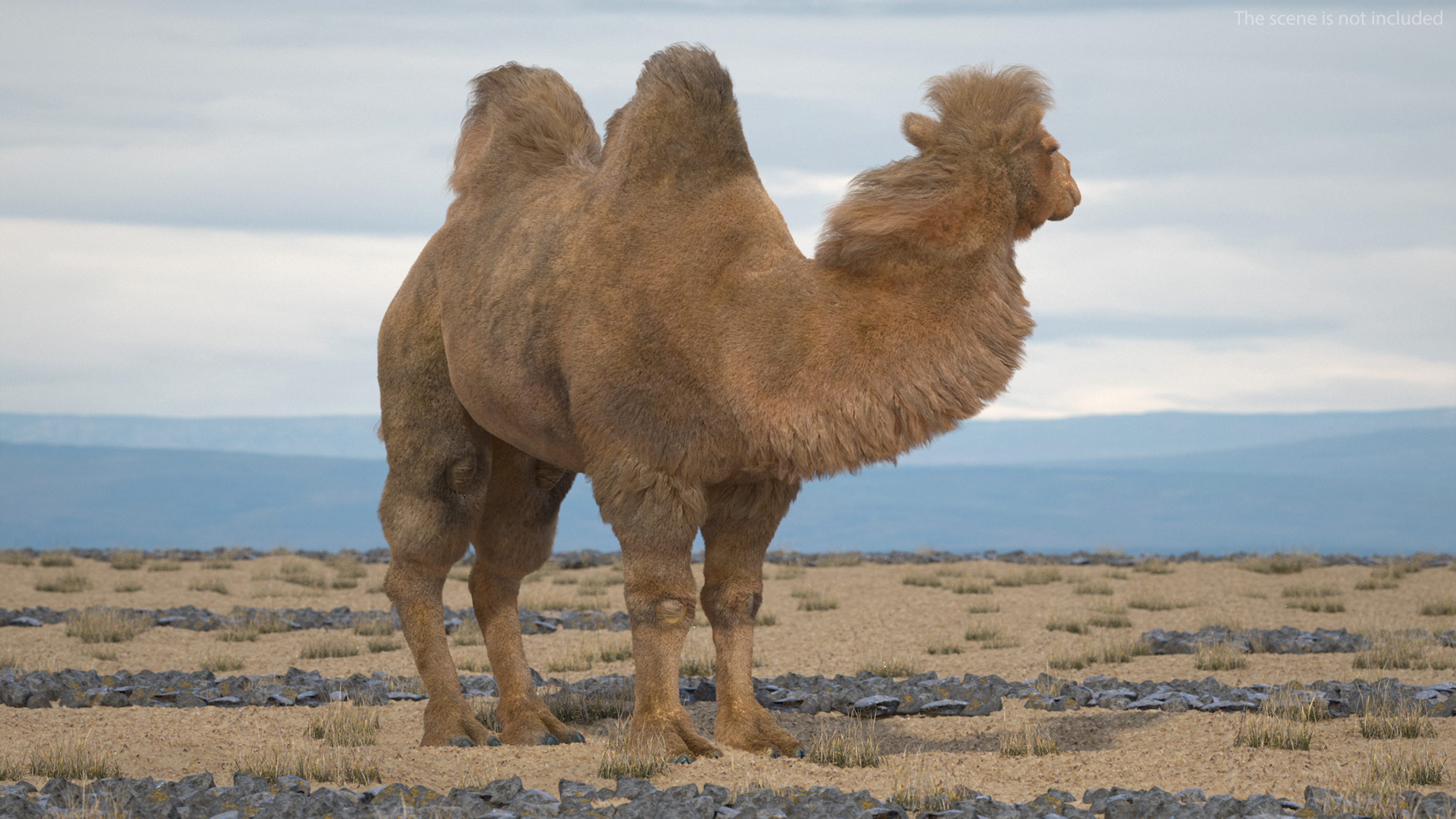 Bactrian Camel Standing Pose Fur 3D