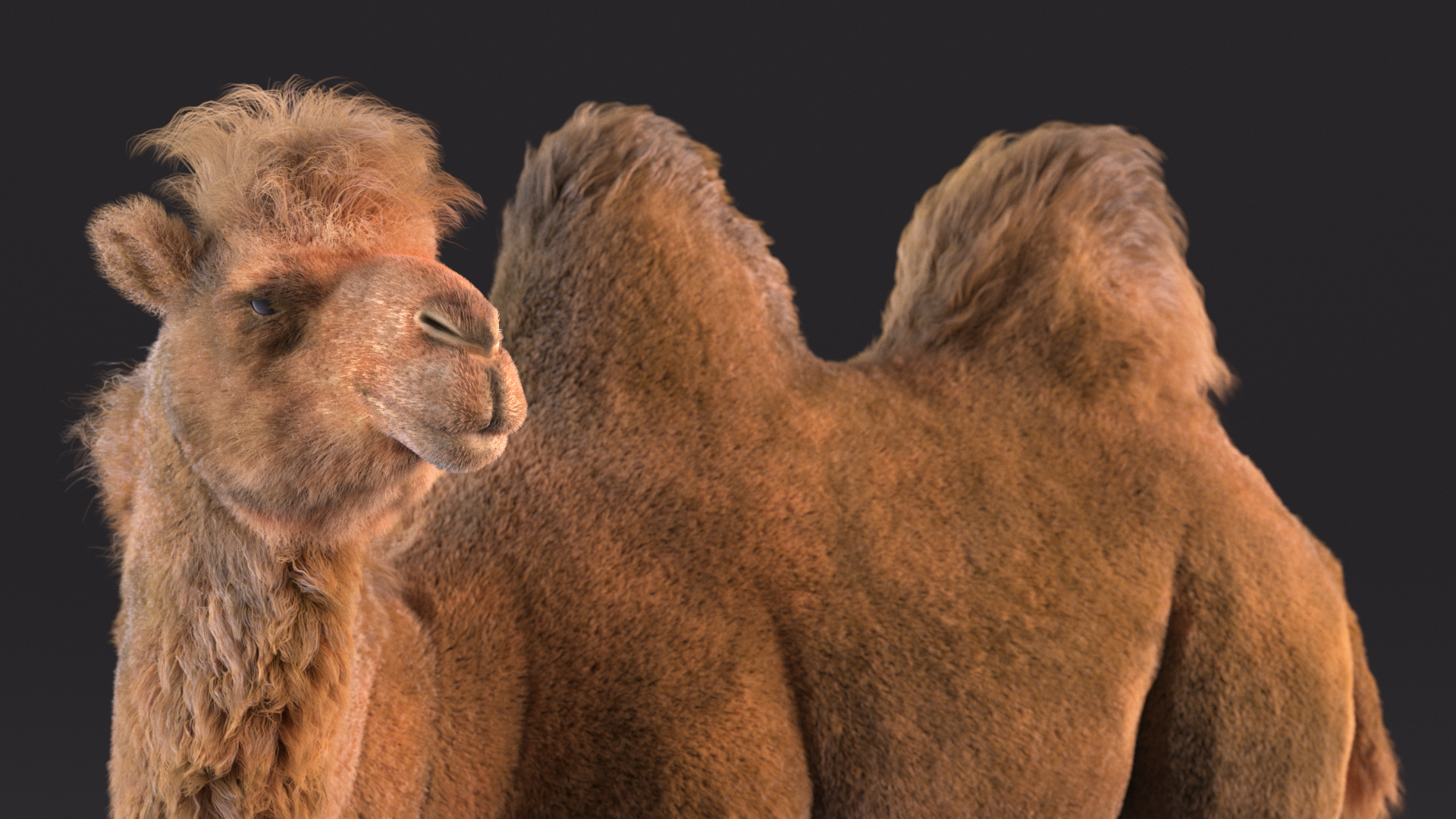 Bactrian Camel Standing Pose Fur 3D