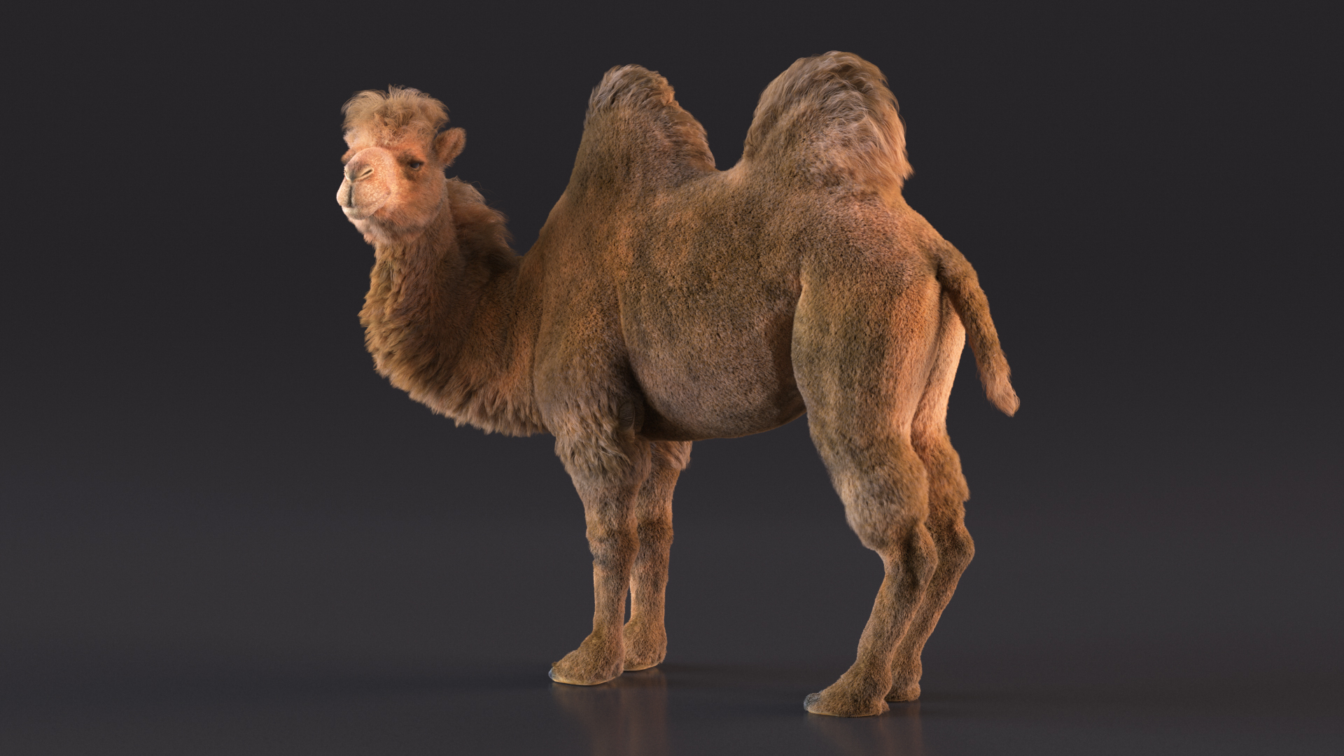 Bactrian Camel Standing Pose Fur 3D