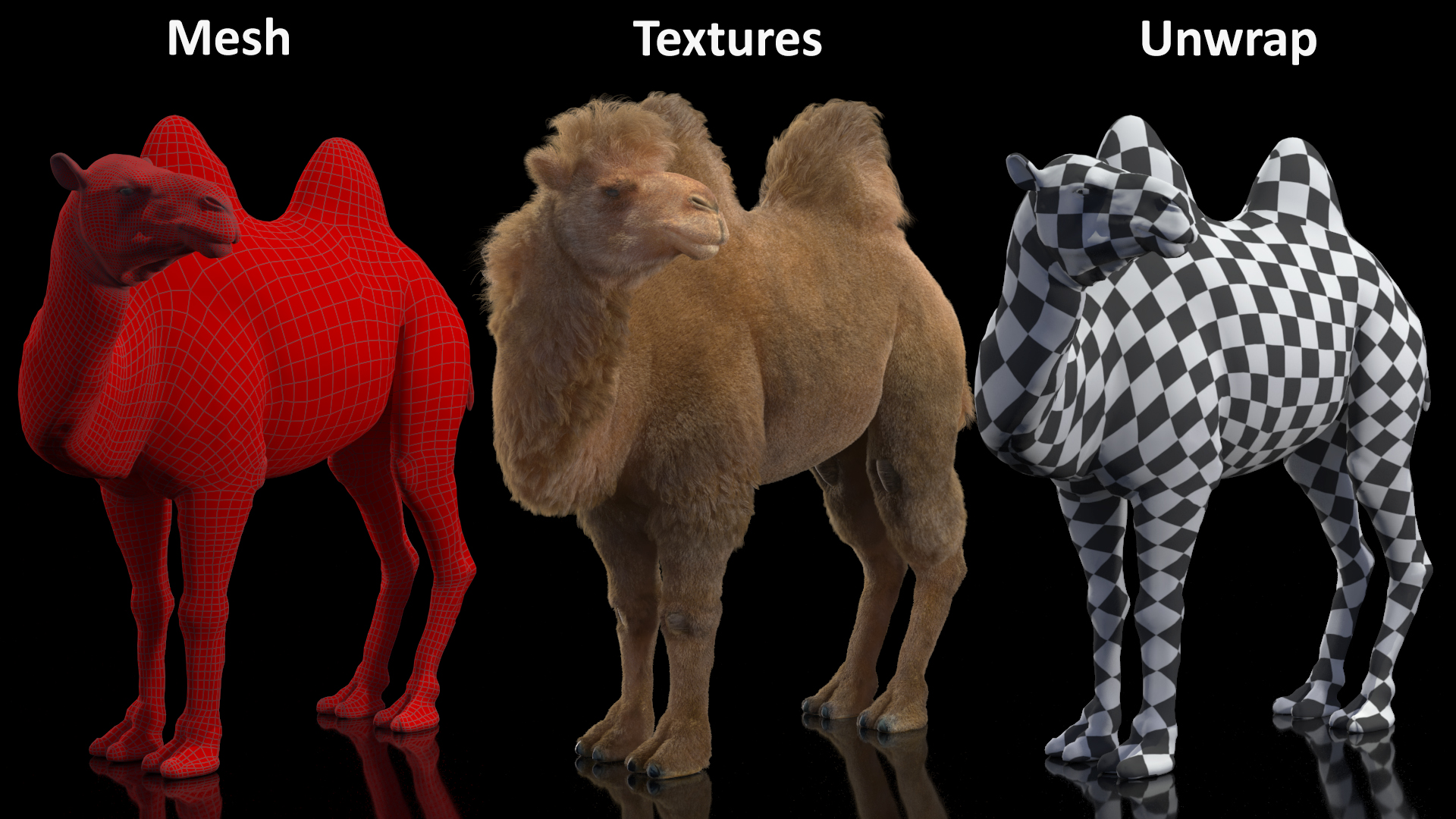 Bactrian Camel Standing Pose Fur 3D