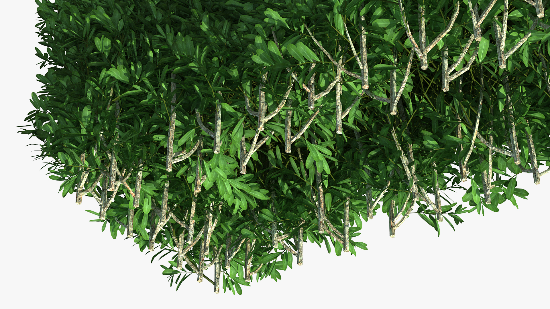 3D Boxwood Hedge model