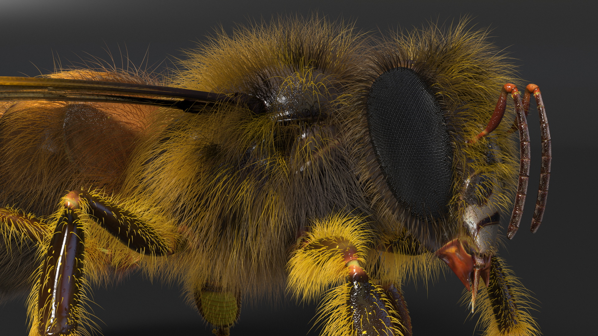 Apini Honey Bee Fur 3D model