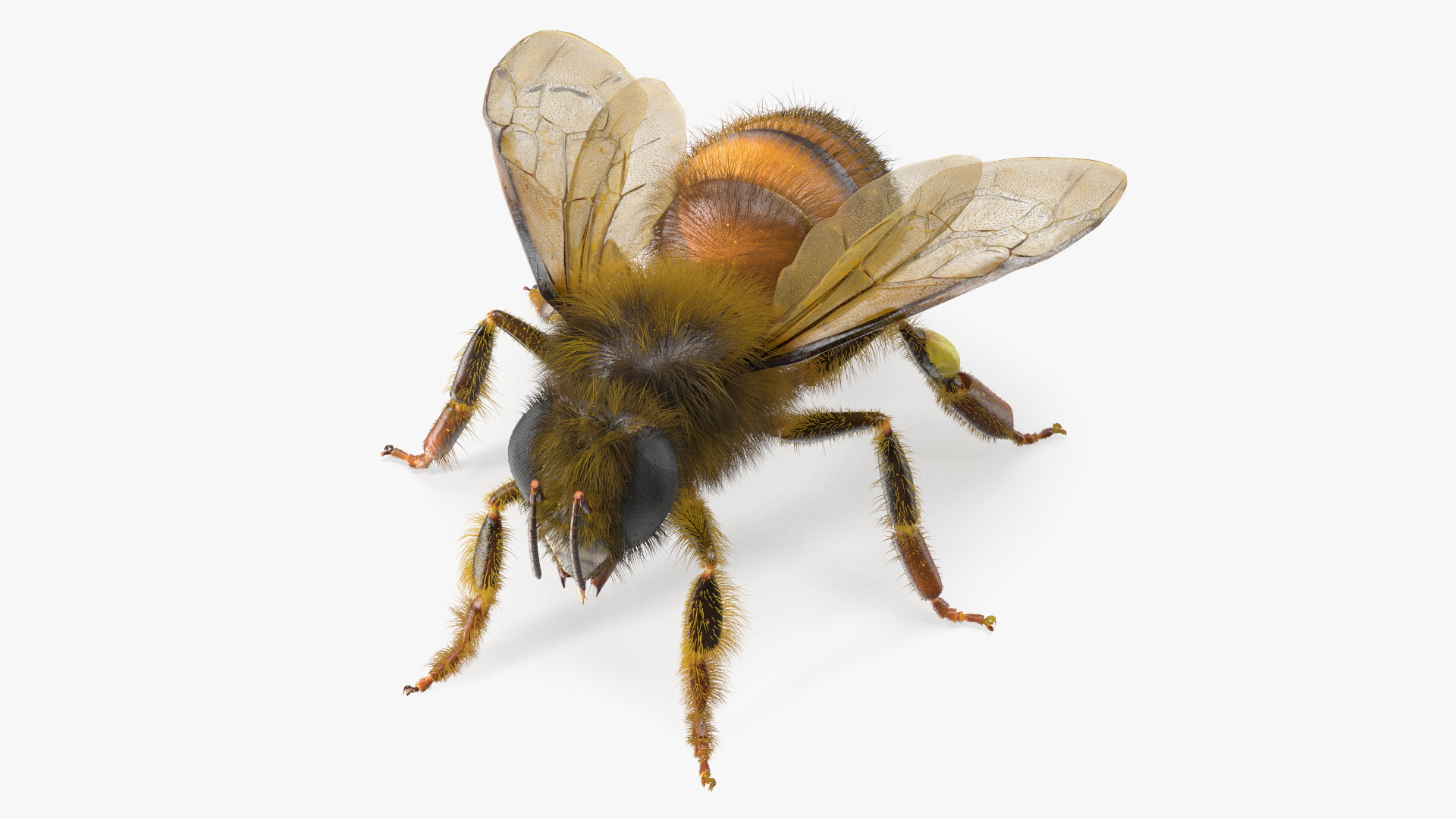 Apini Honey Bee Fur 3D model