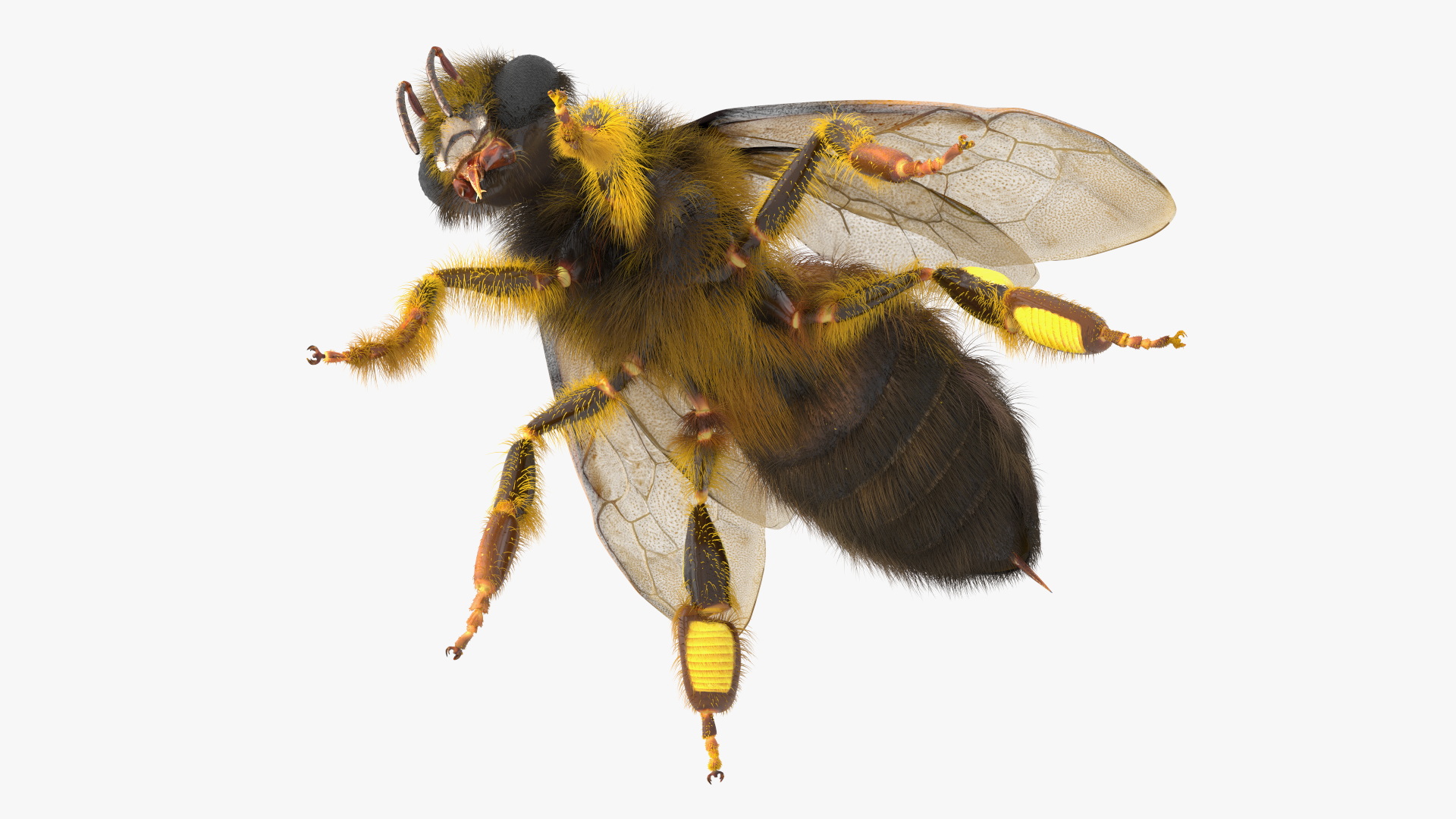 Apini Honey Bee Fur 3D model