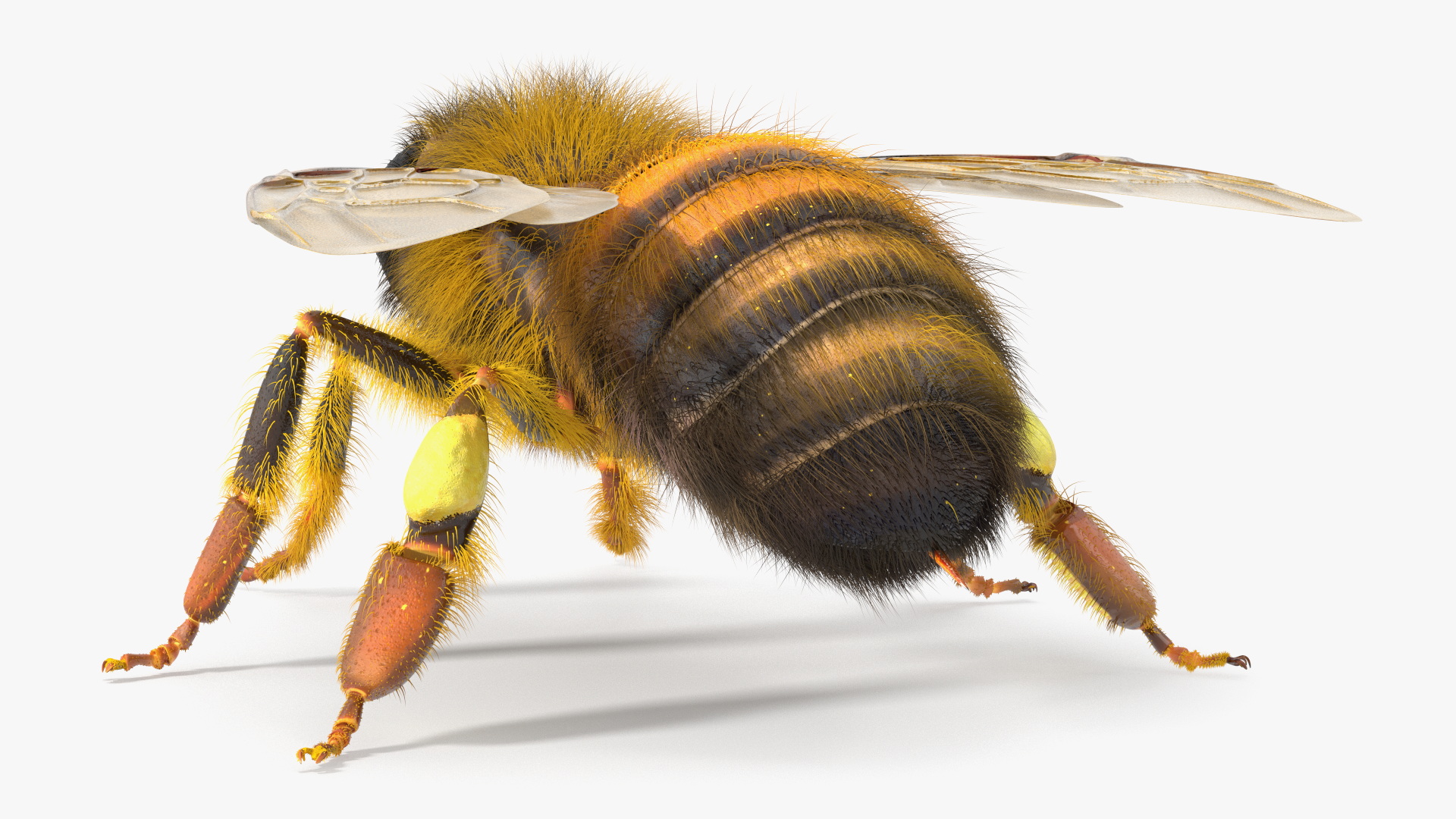 Apini Honey Bee Fur 3D model