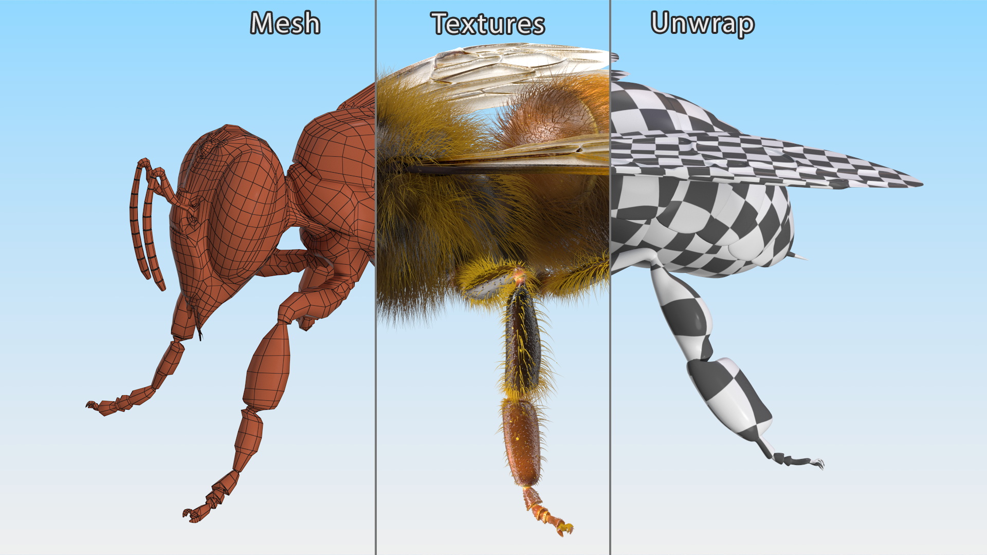 Apini Honey Bee Fur 3D model