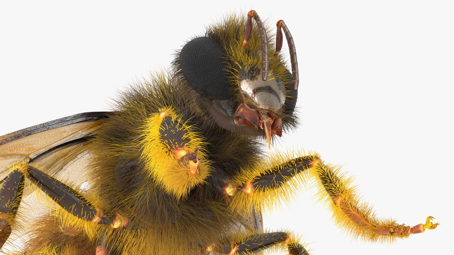 Apini Honey Bee Fur 3D model