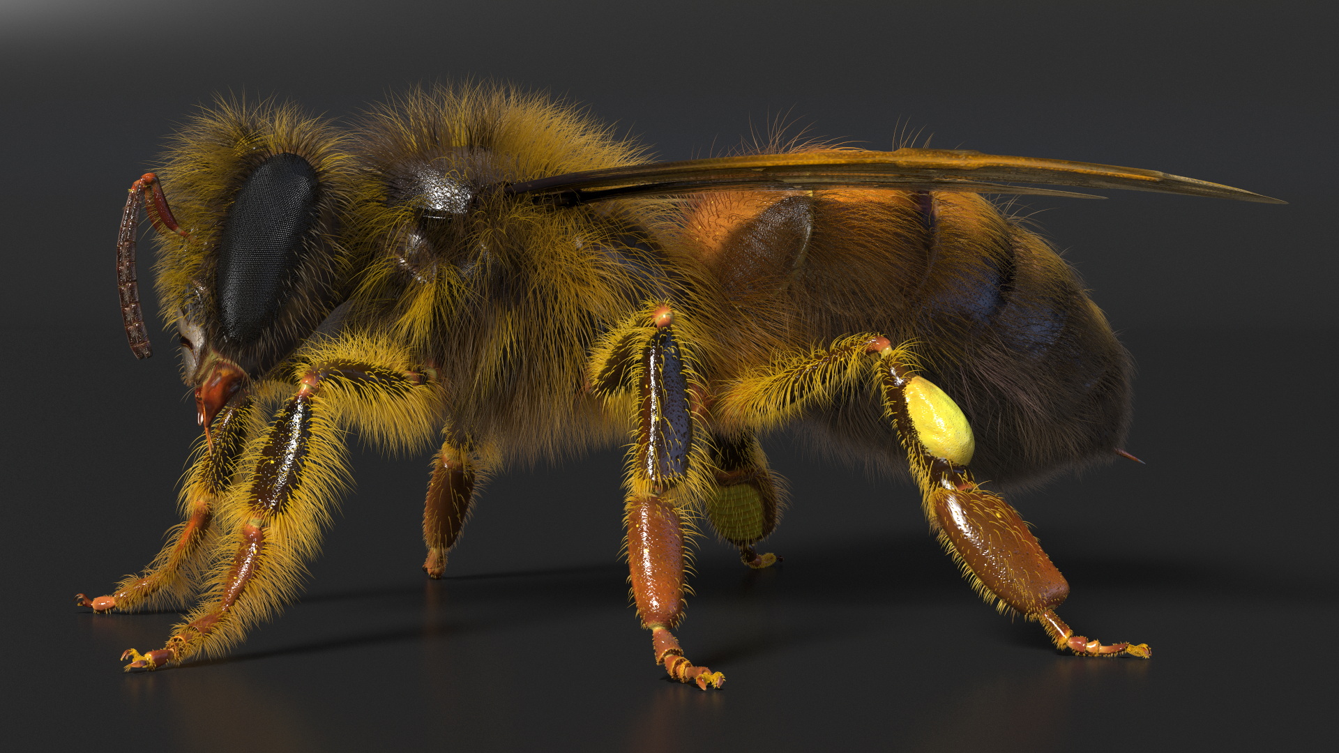 Apini Honey Bee Fur 3D model