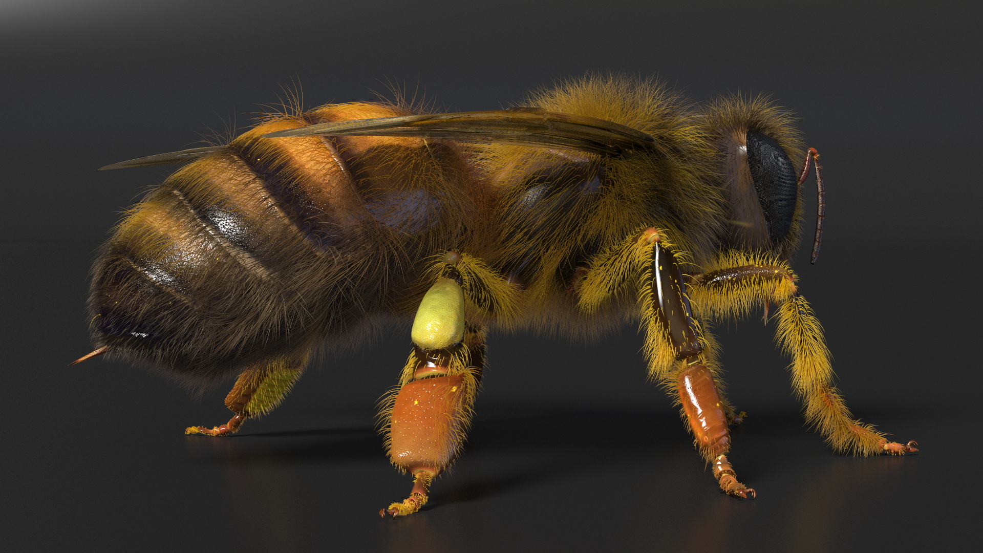 Apini Honey Bee Fur 3D model