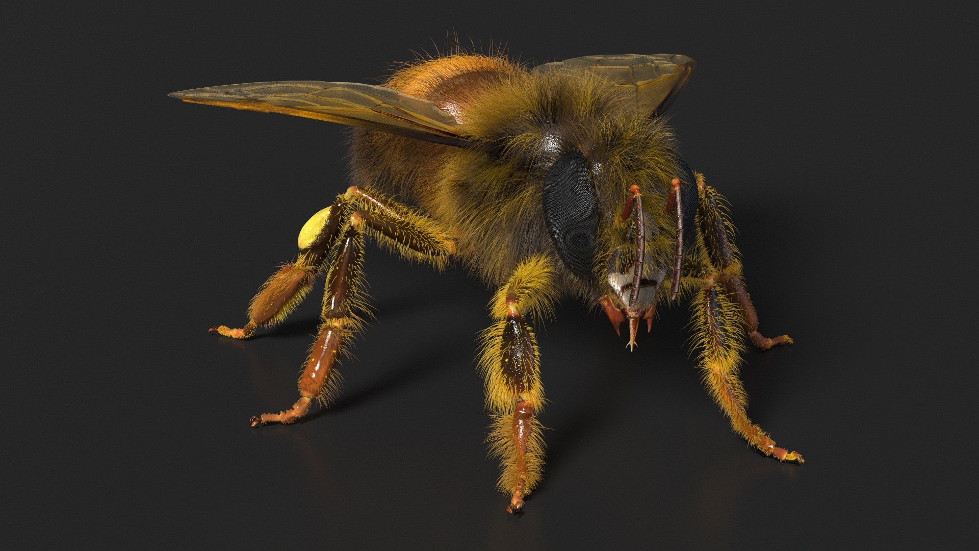 Apini Honey Bee Fur 3D model