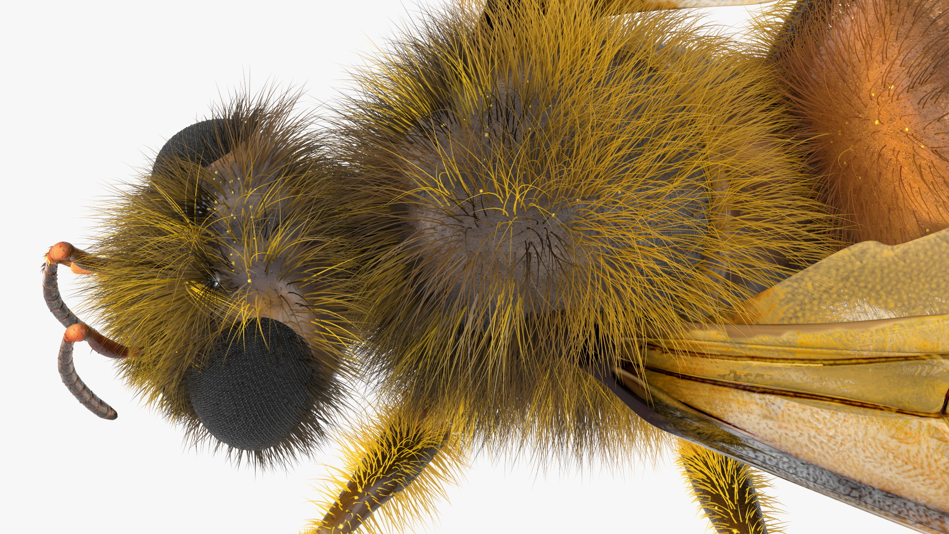 Apini Honey Bee Fur 3D model