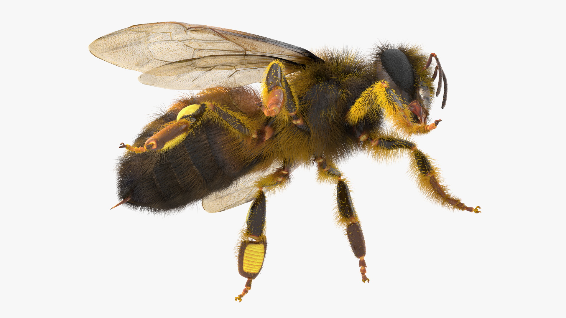 Apini Honey Bee Fur 3D model