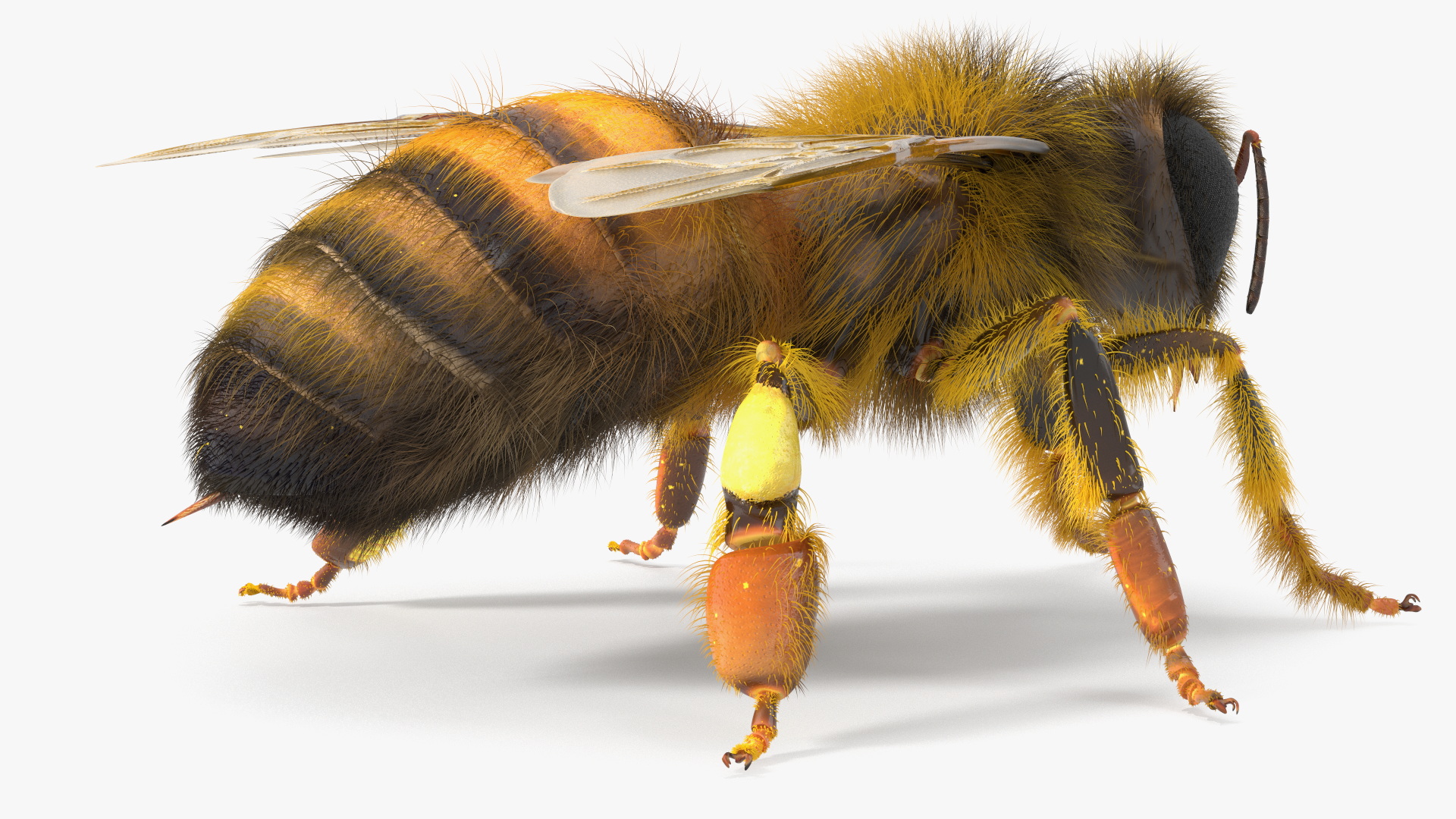 Apini Honey Bee Fur 3D model