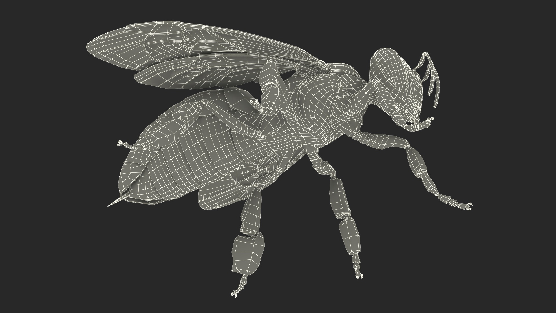 Apini Honey Bee Fur 3D model