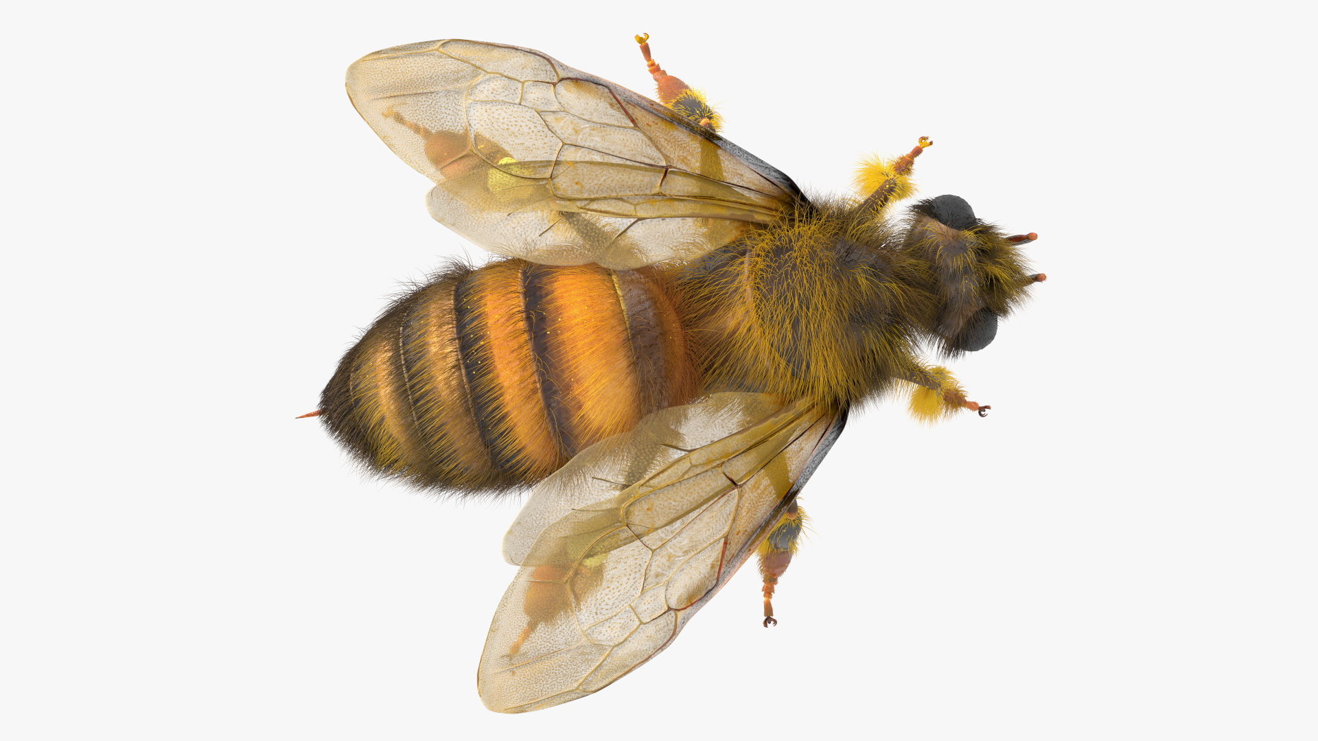 Apini Honey Bee Fur 3D model