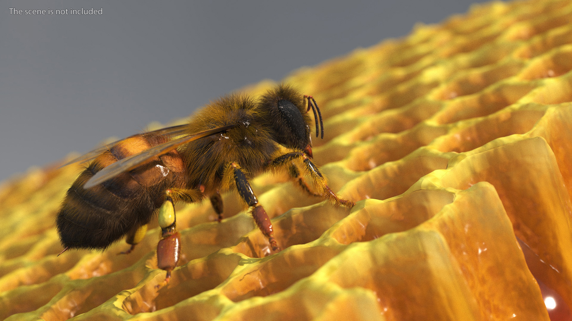 Apini Honey Bee Fur 3D model