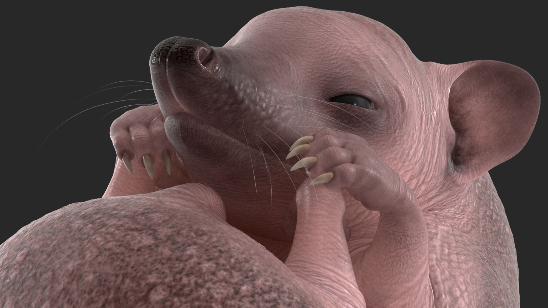 3D Curled Up Bald Hedgehog model