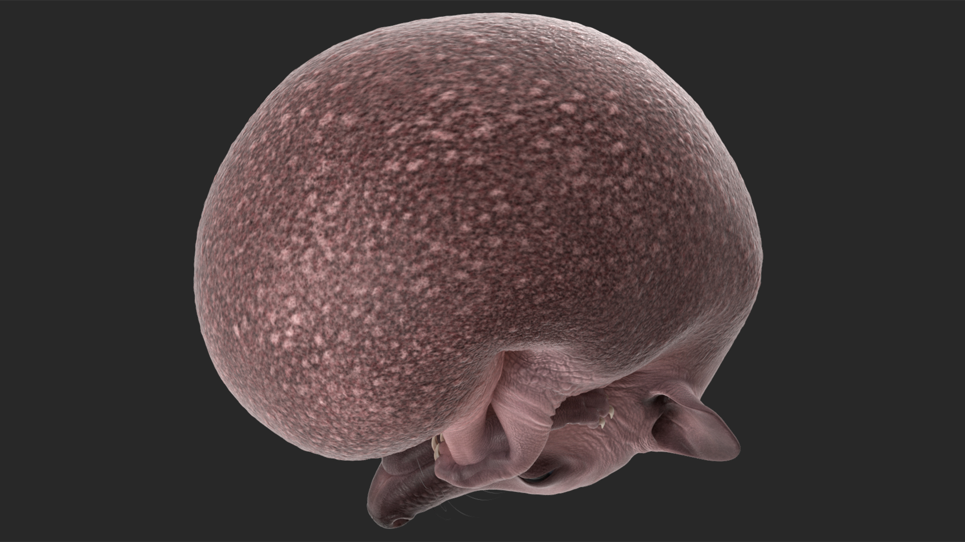 3D Curled Up Bald Hedgehog model