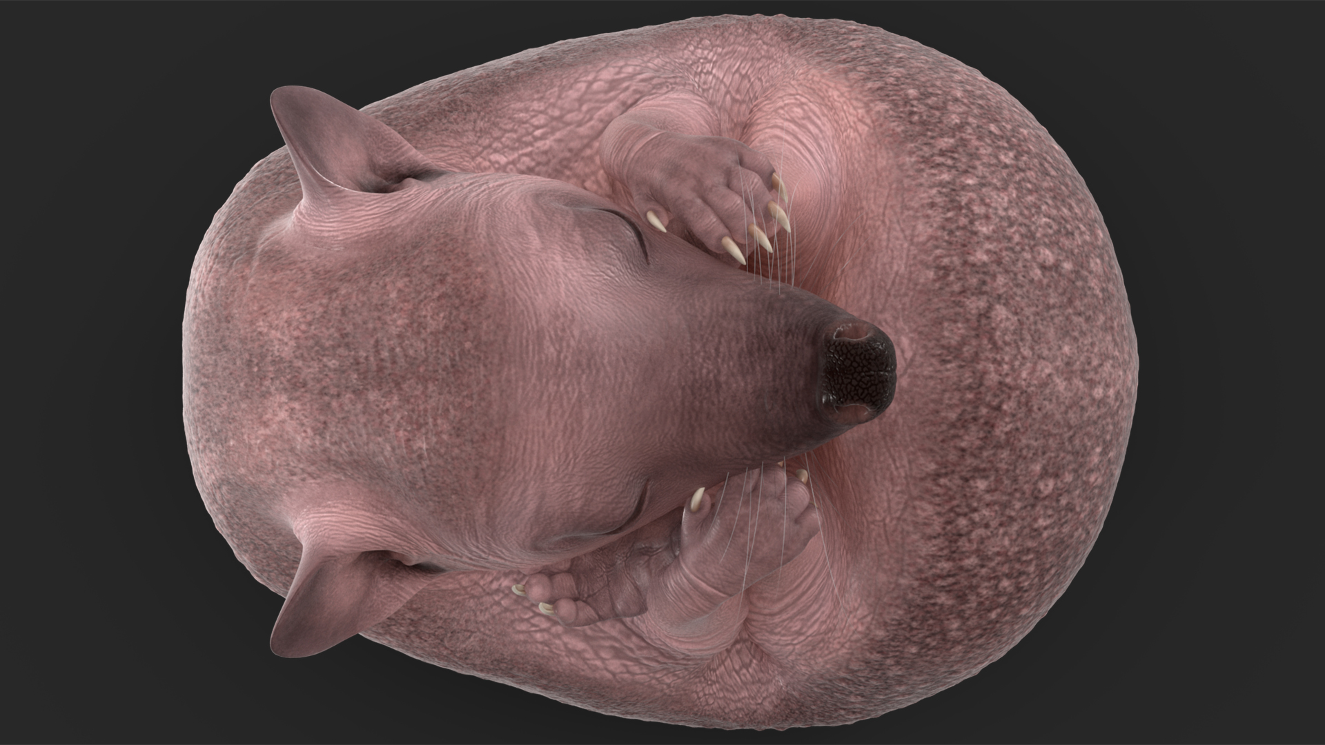 3D Curled Up Bald Hedgehog model