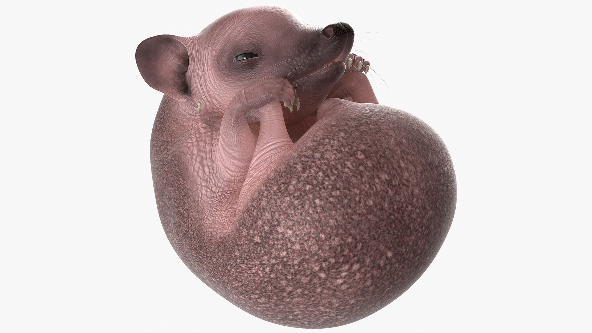 3D Curled Up Bald Hedgehog model