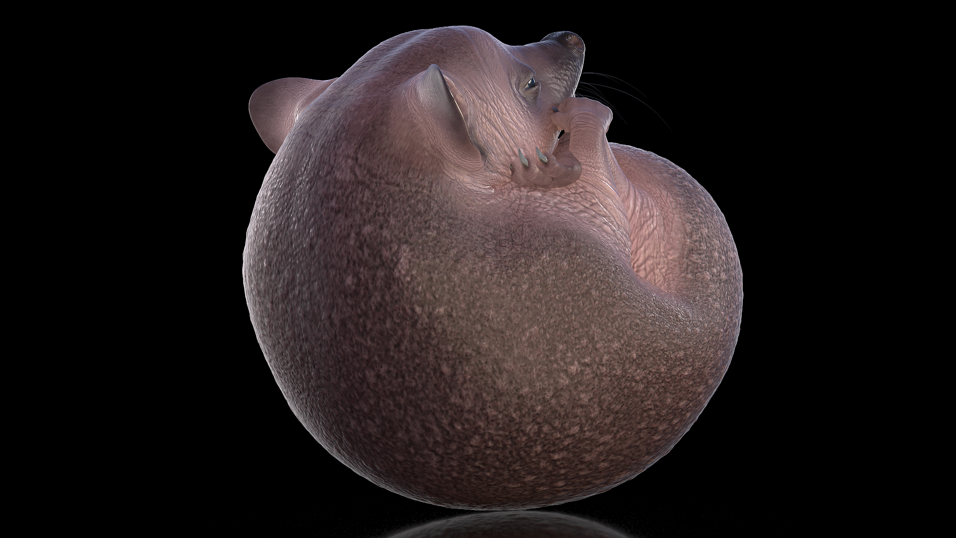 3D Curled Up Bald Hedgehog model