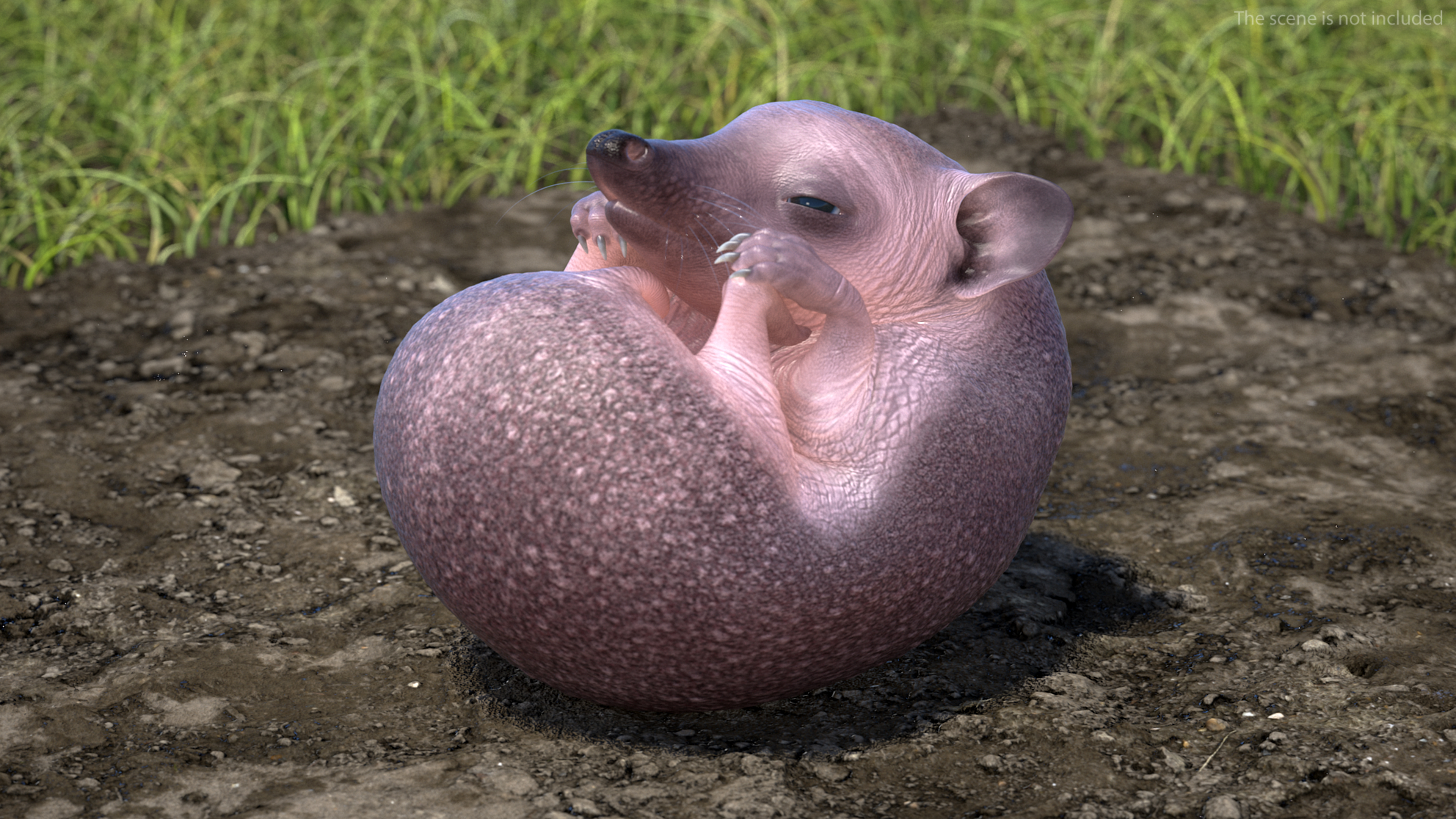 3D Curled Up Bald Hedgehog model