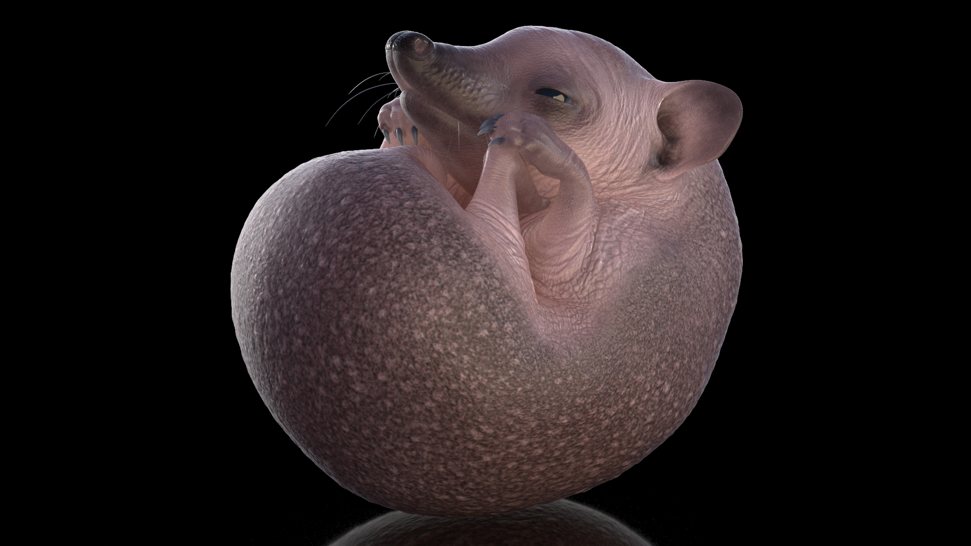 3D Curled Up Bald Hedgehog model