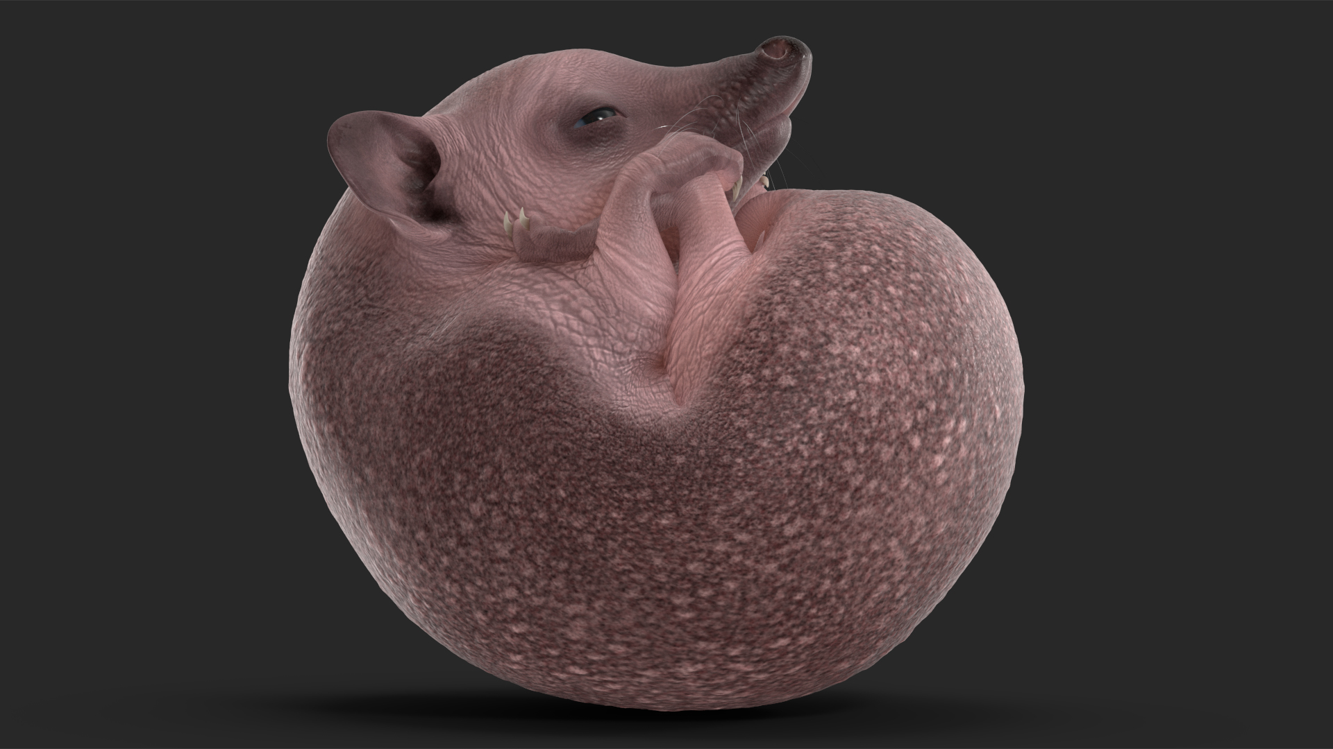 3D Curled Up Bald Hedgehog model