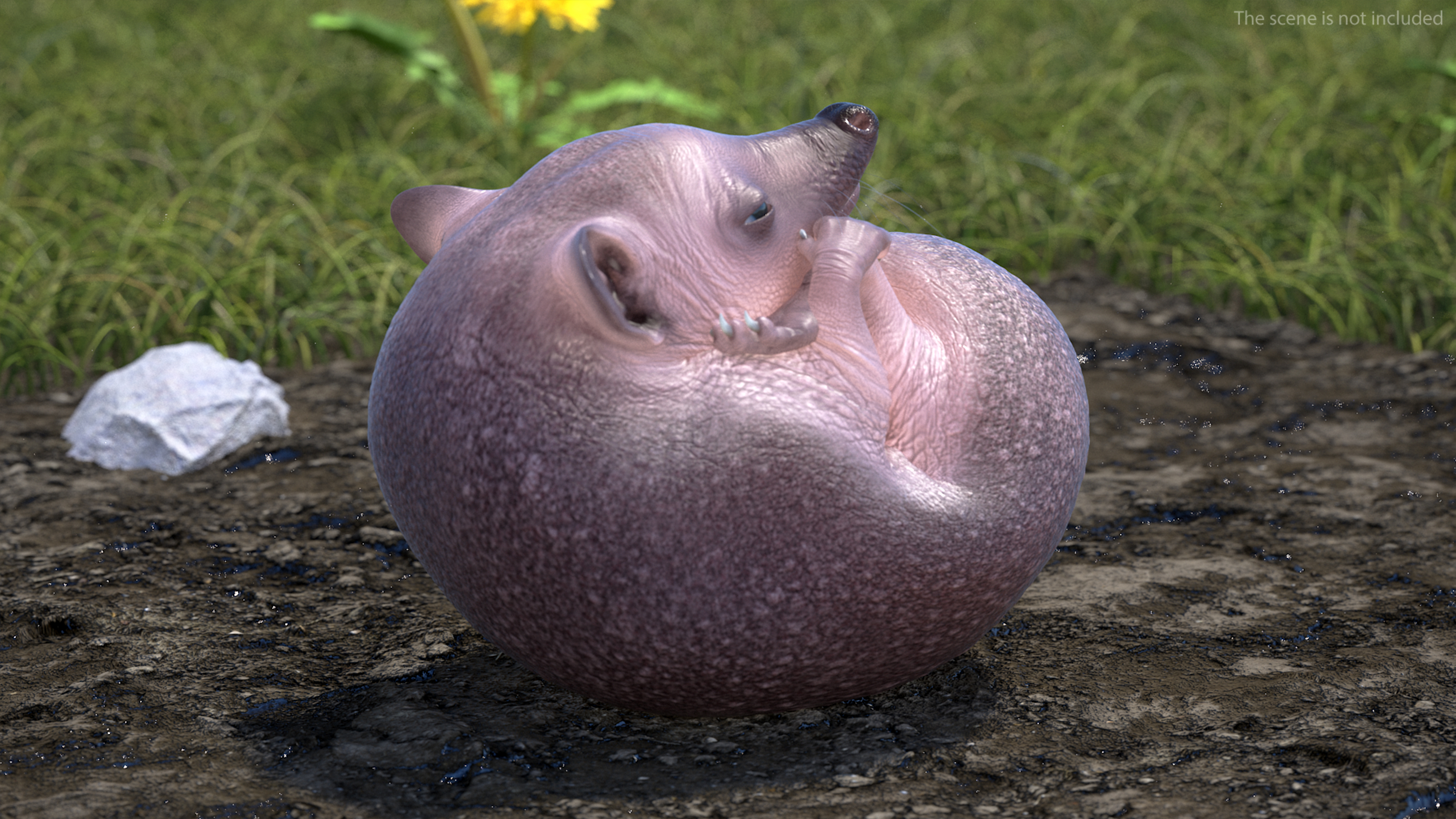 3D Curled Up Bald Hedgehog model