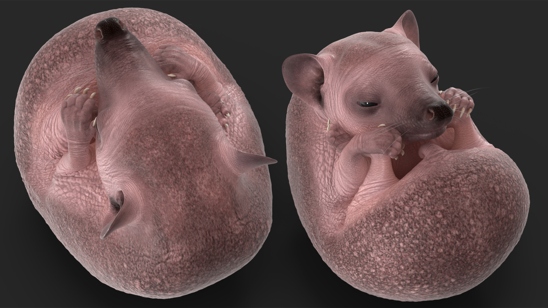 3D Curled Up Bald Hedgehog model