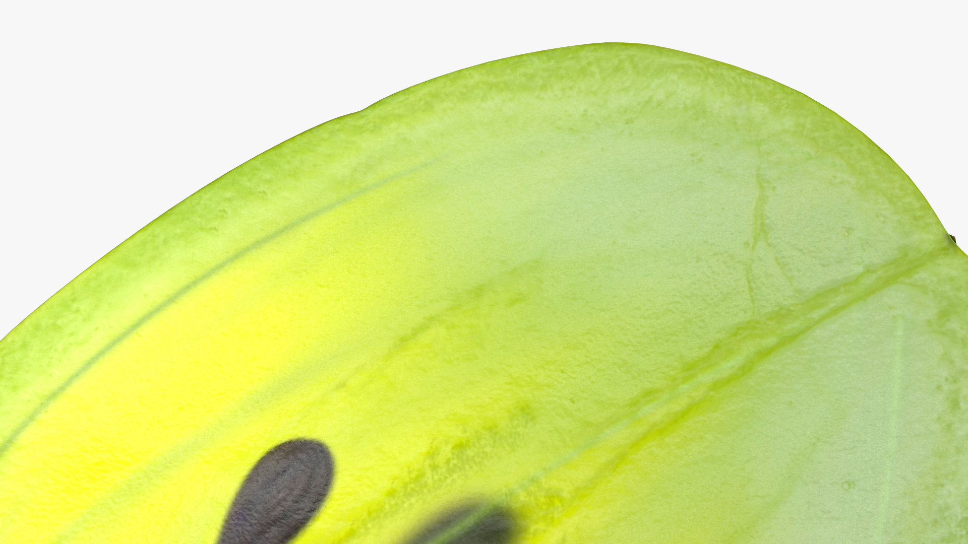 3D Translucent Slice of Green Grape Fruit model