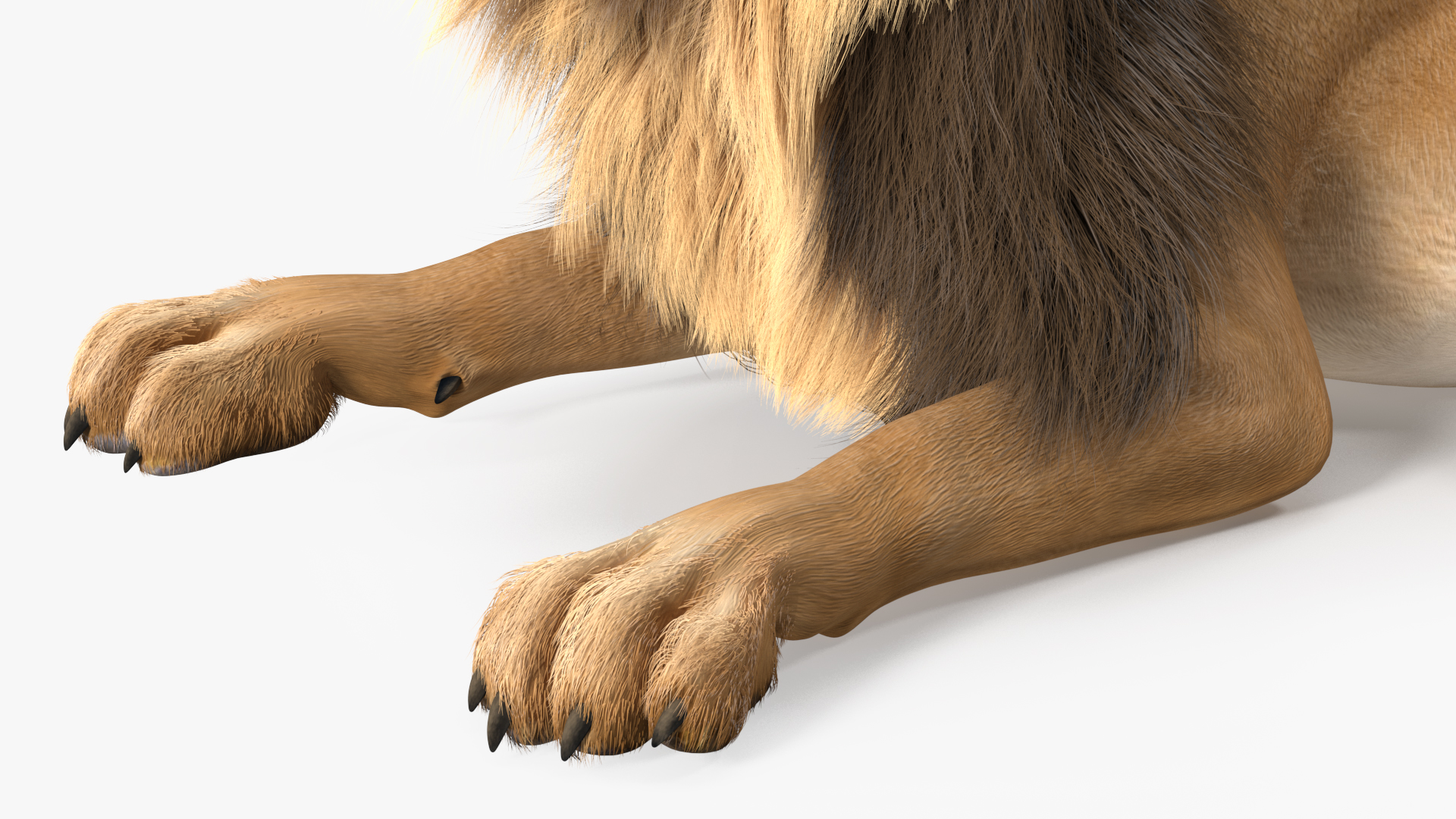 Lion Lying Pose Fur 3D model