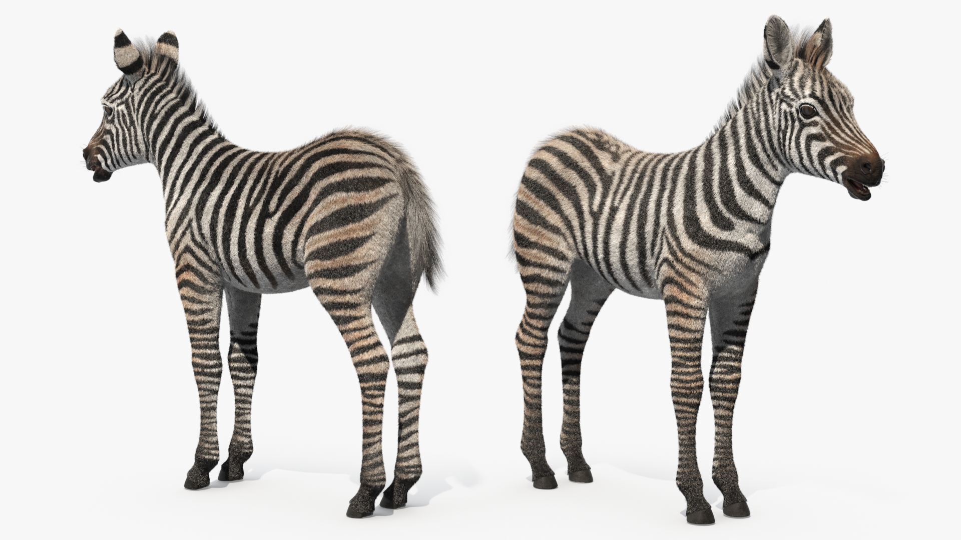 3D model Zebra Adult Foal Fur