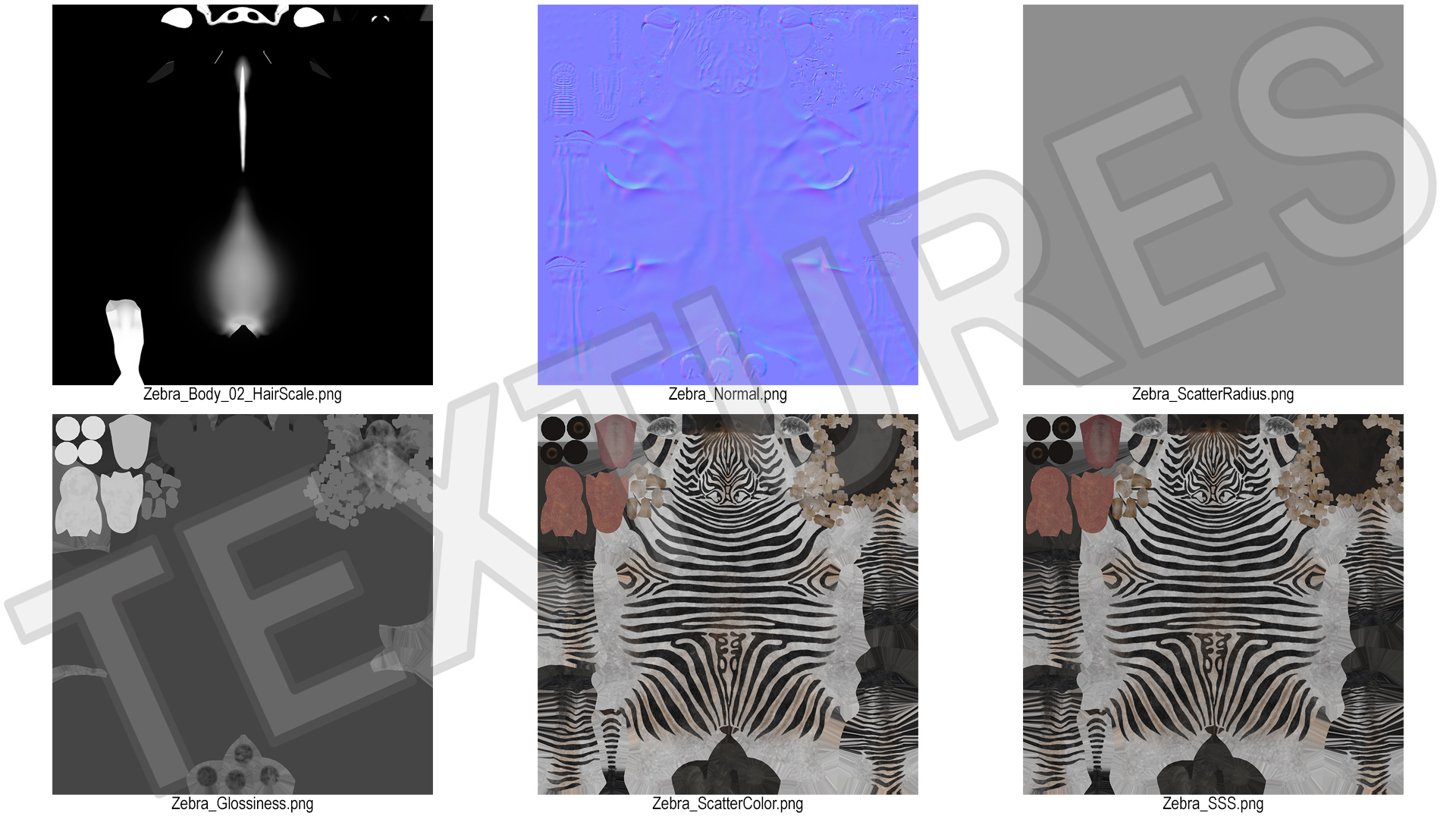 3D model Zebra Adult Foal Fur