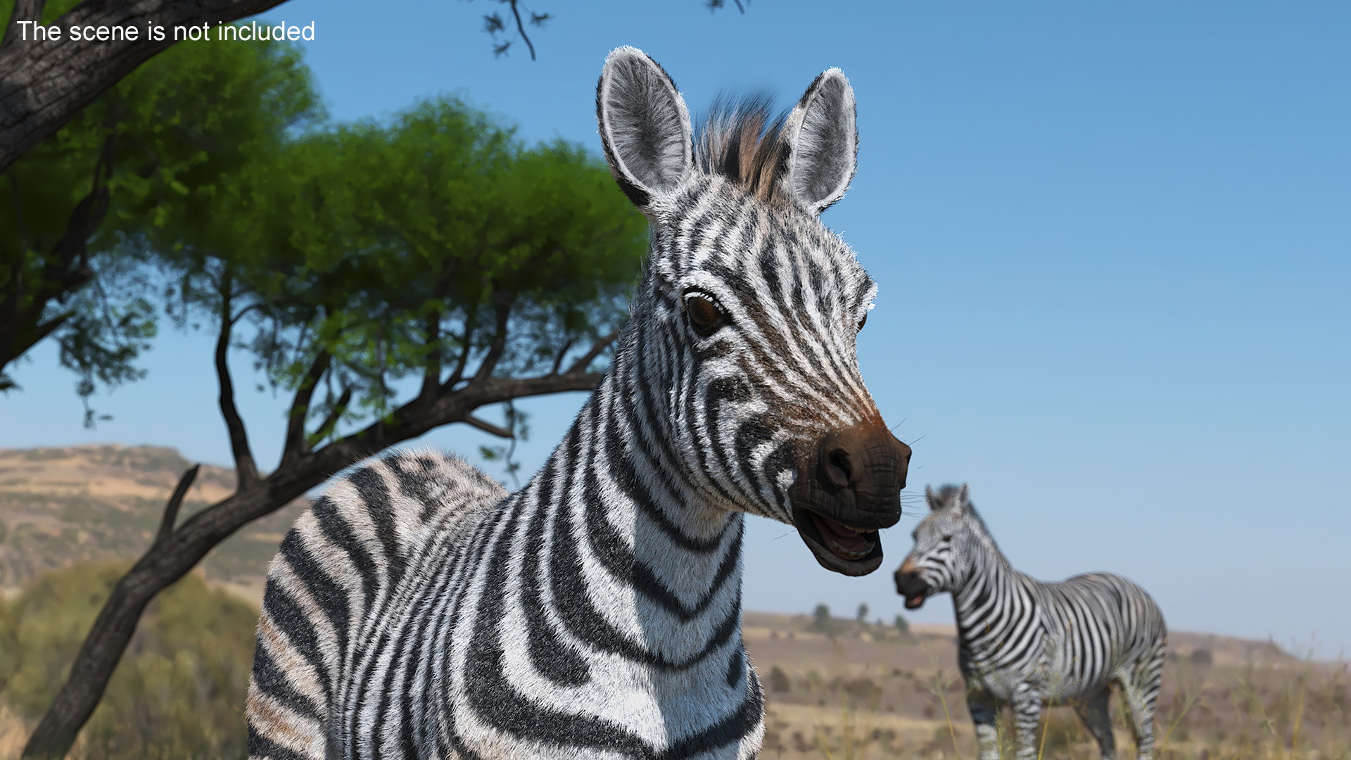 3D model Zebra Adult Foal Fur