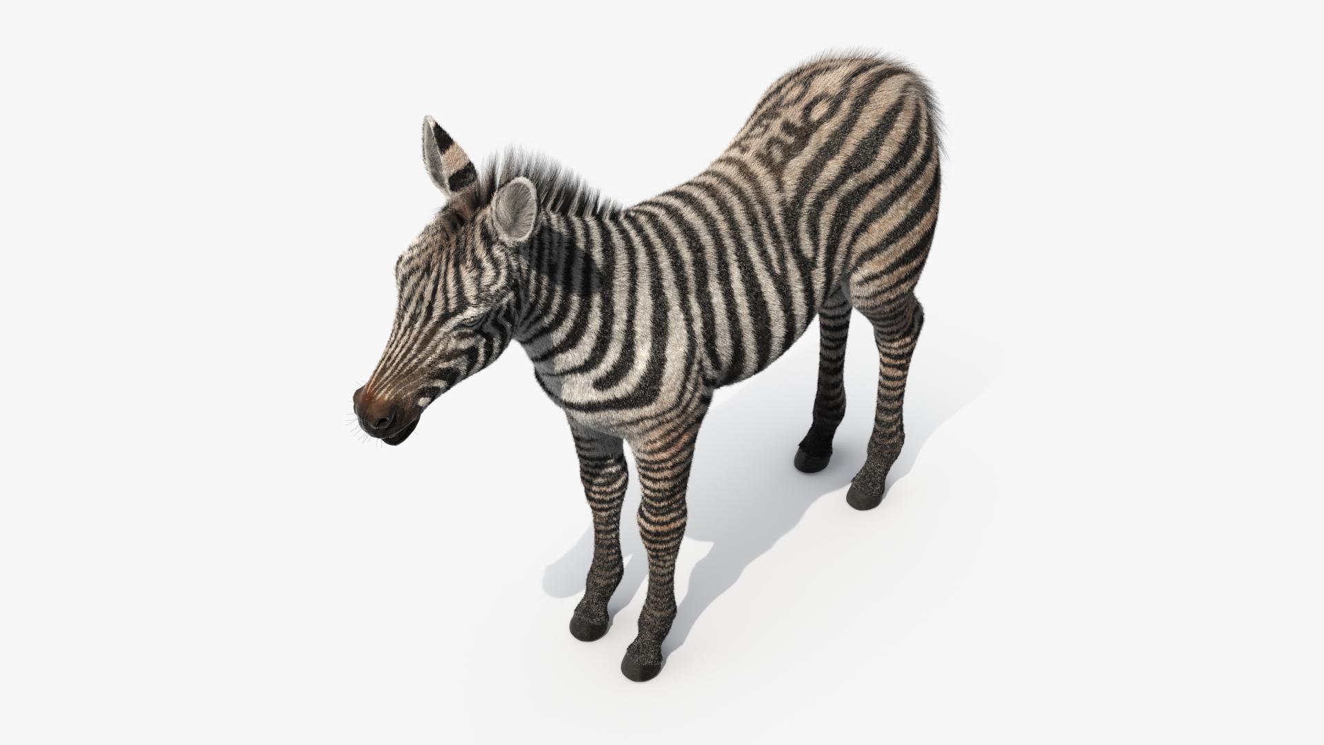 3D model Zebra Adult Foal Fur